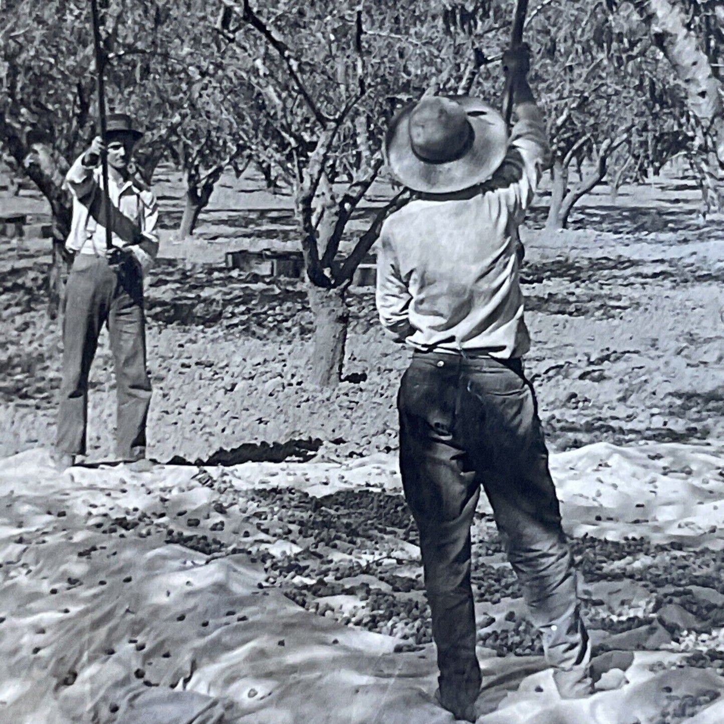 Antique 1910s Almond Farm Near Bridgehead CA Stereoview Photo Card P3660