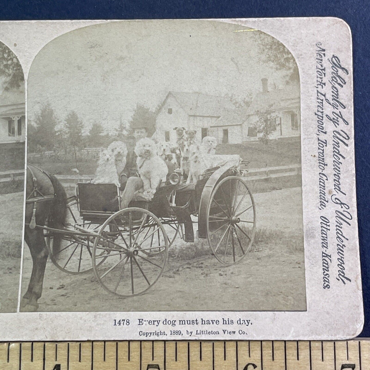 A Wagon Full Of Fancy Show Dogs Stereoview Underwood Antique c1889 X1515