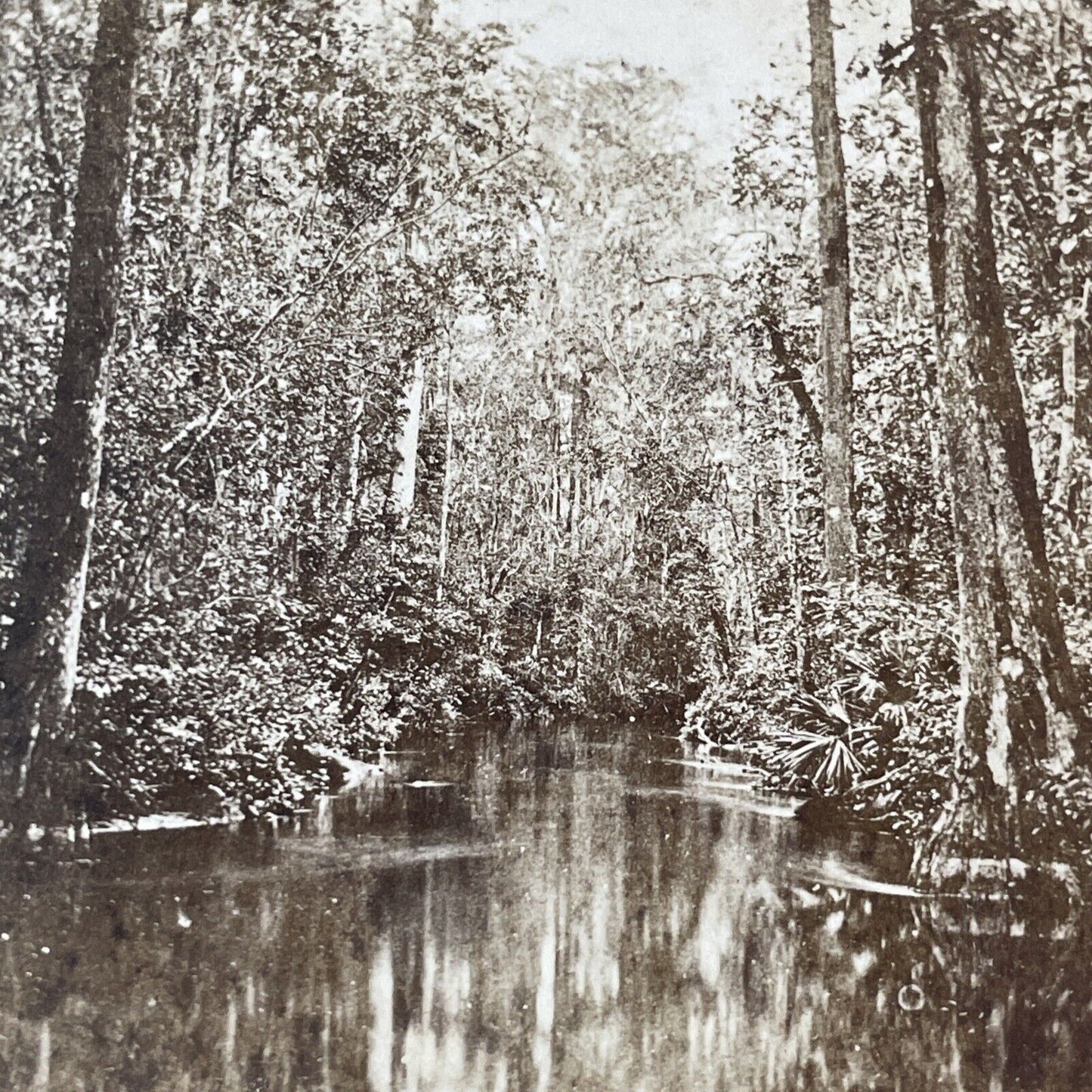 Ocklawaha River Eureka Florida Cypress Gate Narrows Stereoview c1870 Y082