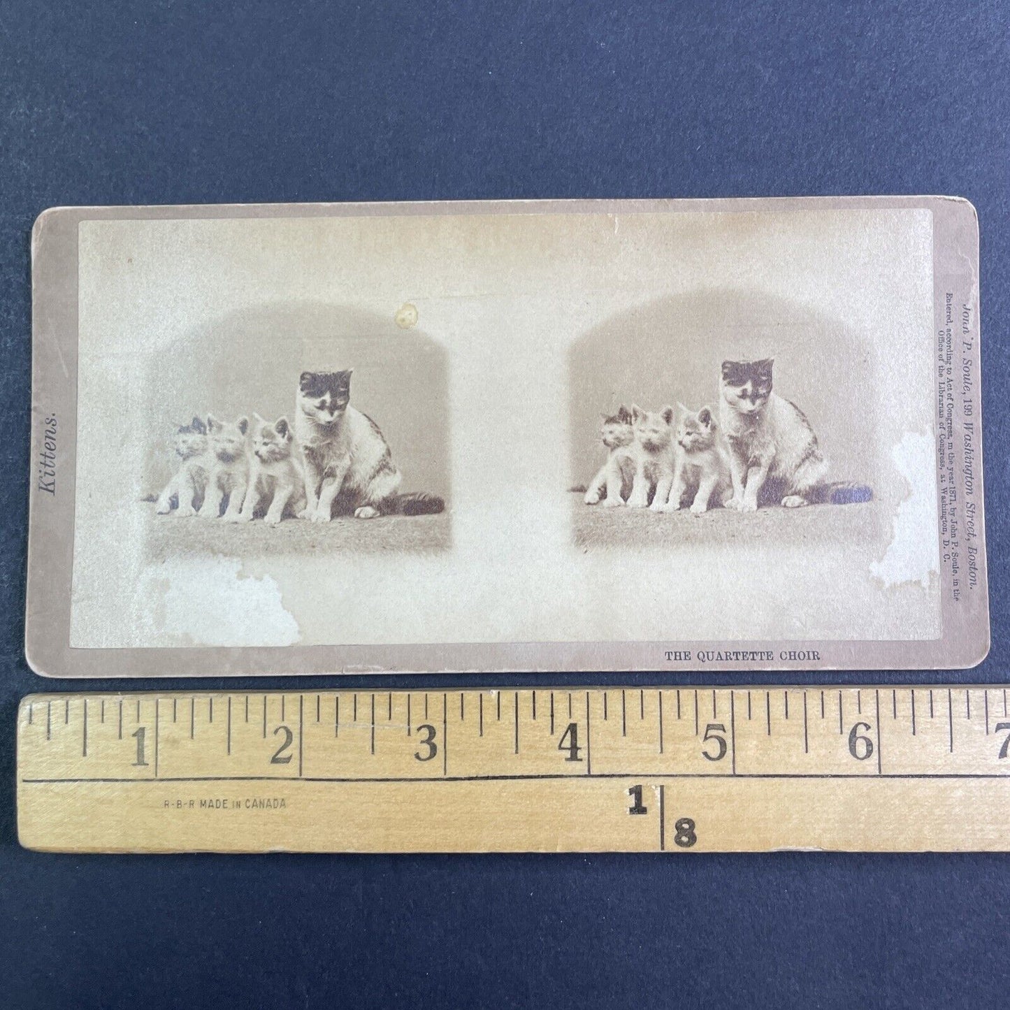 JP Soule's Singing Kitten Cat Choir Stereoview John P. Soule Antique c1871 X3867