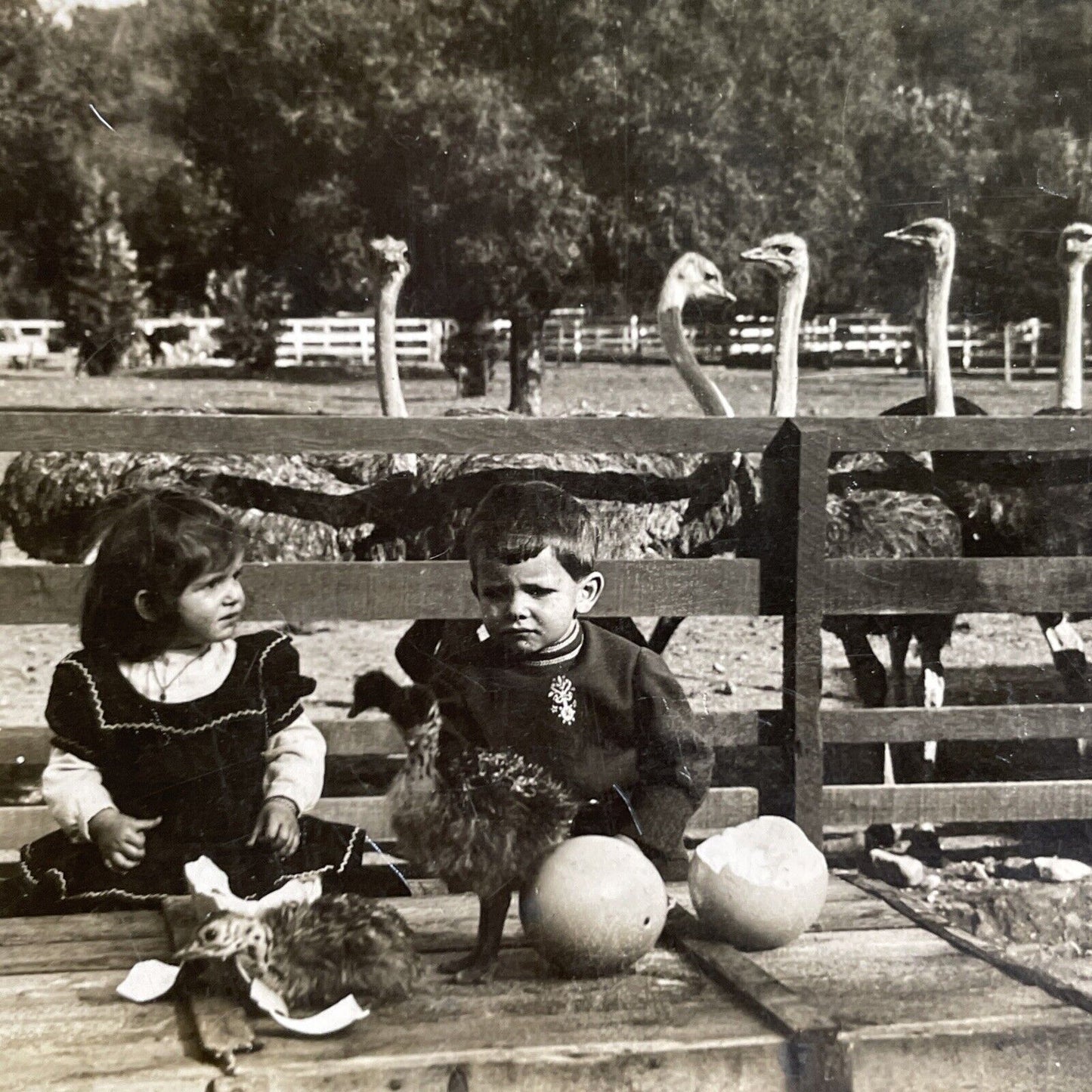 Antique 1903 Ostrich Farm In Pasadena California Stereoview Photo Card P1476