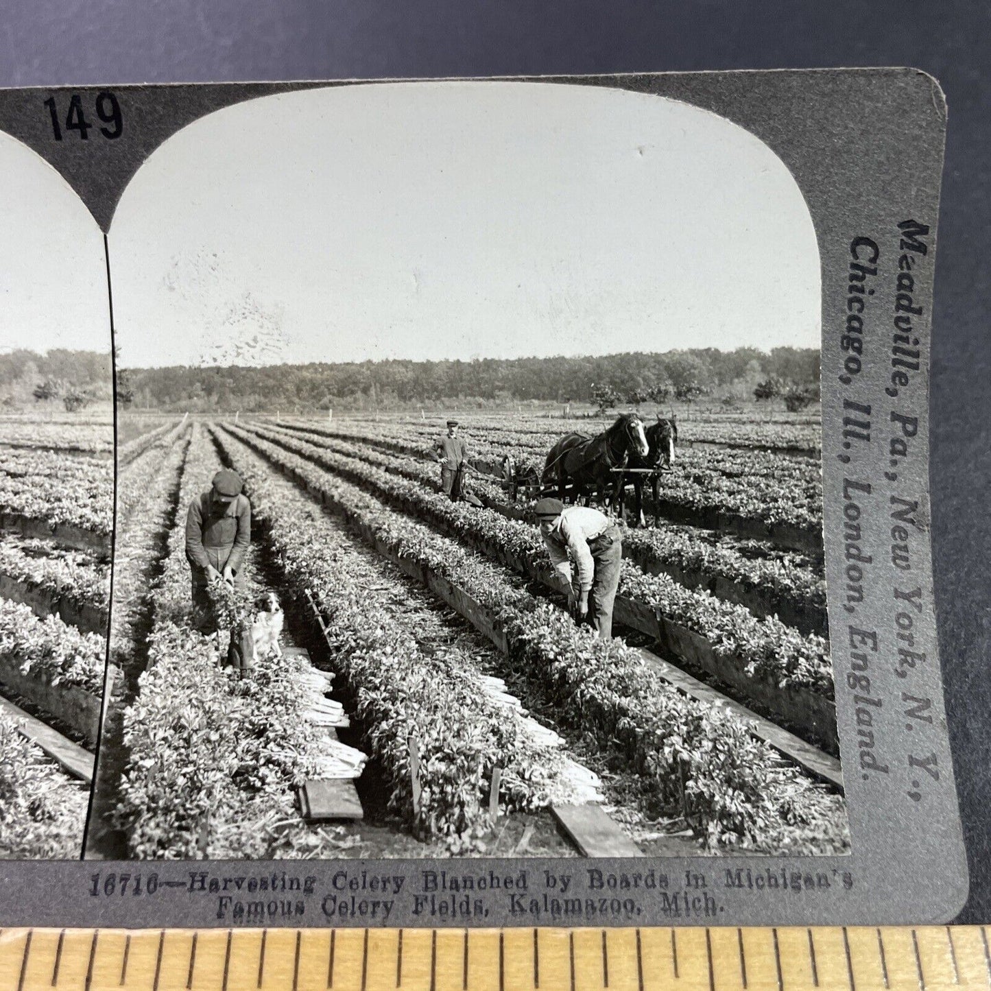 Antique 1920s Celery Farm Field Kalamazoo Michigan Stereoview Photo Card P3707