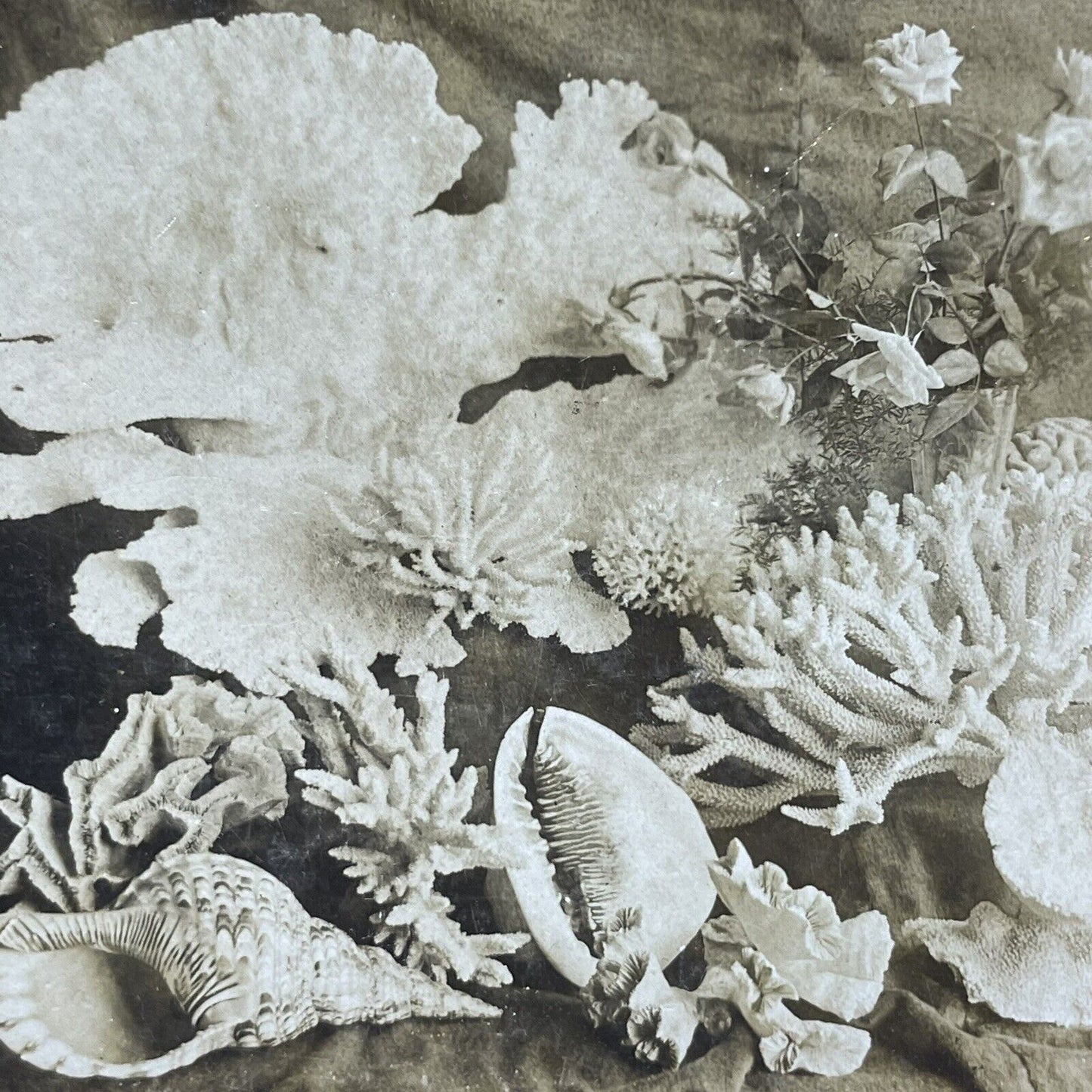 Antique 1900 Coral Reef Finds Near Florida Stereoview Photo Card P1874