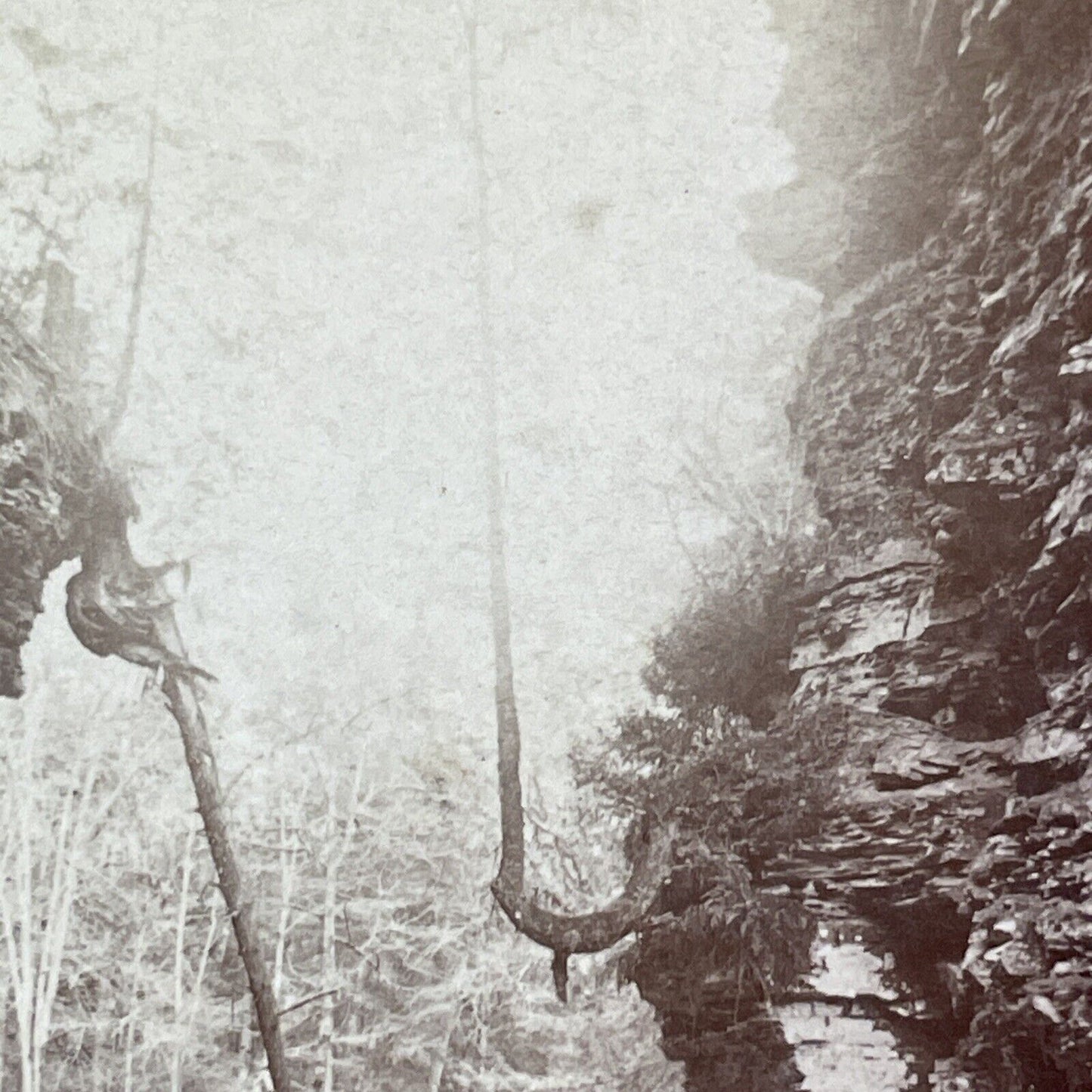 Cedar Tree Watkins Glen New York Stereoview George F. Gates Antique c1865 Y1751