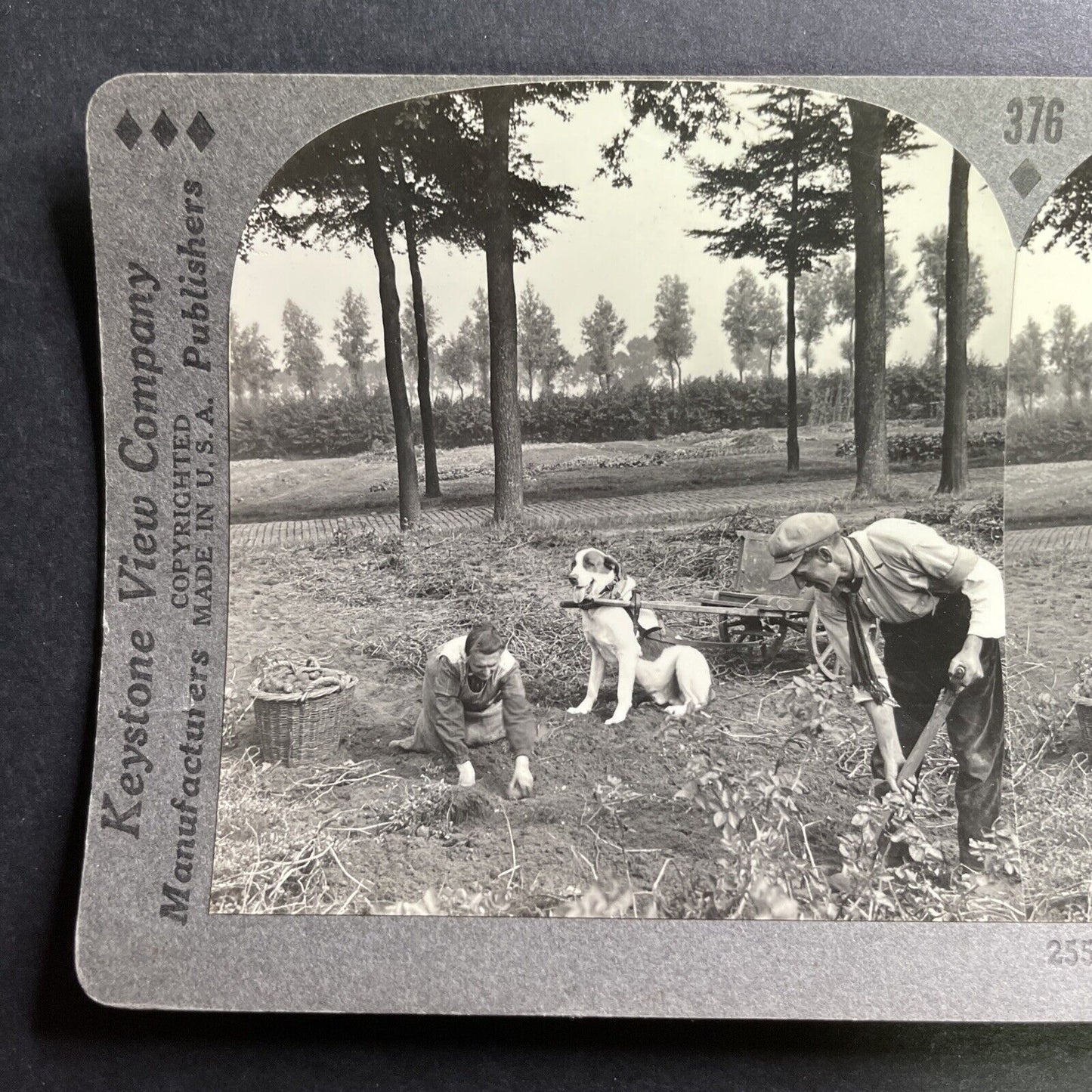 Antique 1910 Potato Picking In Ghent Belgium Stereoview Photo Card P1504