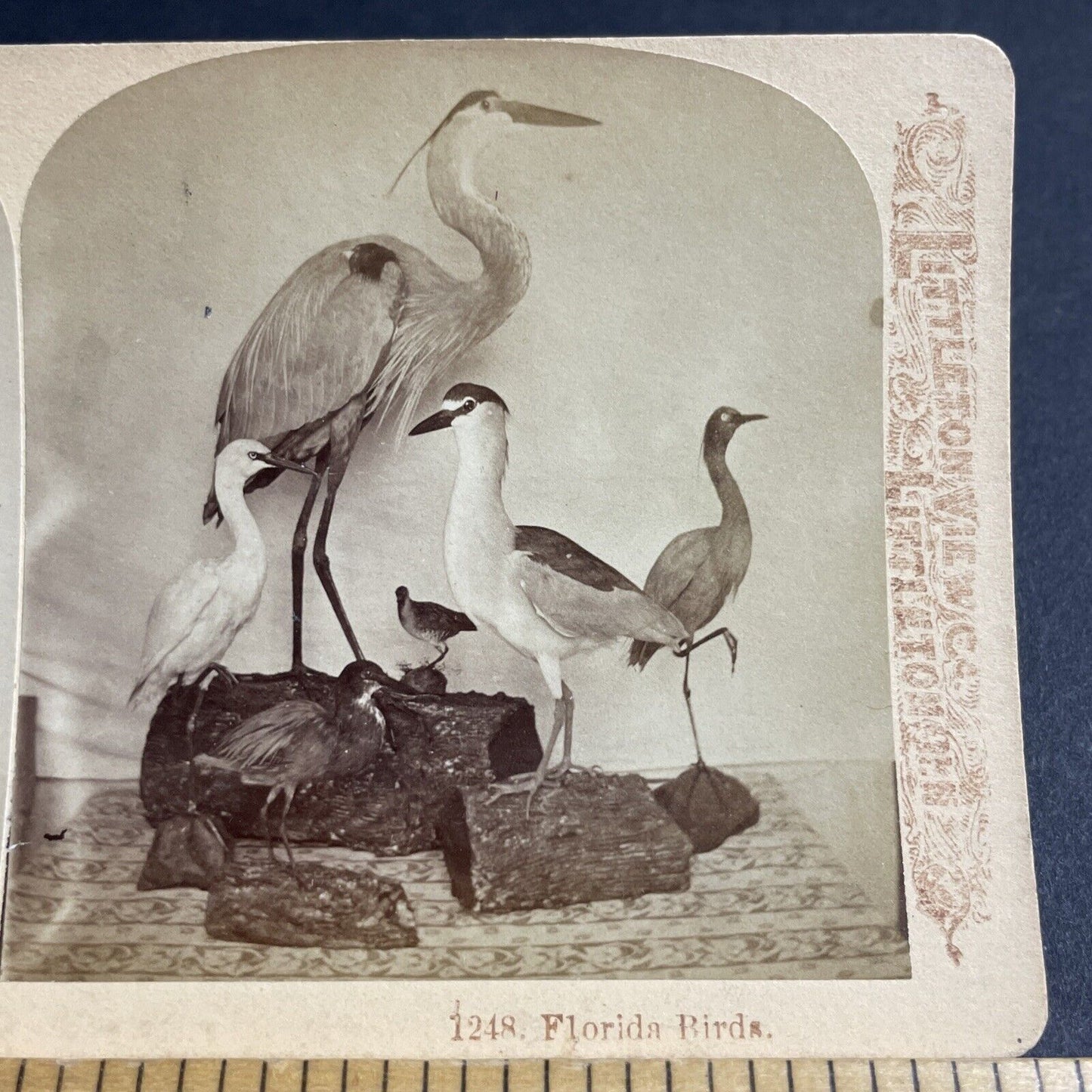 Antique 1880s Stuffed Dead Blue Heron In Florida Stereoview Photo Card P4803