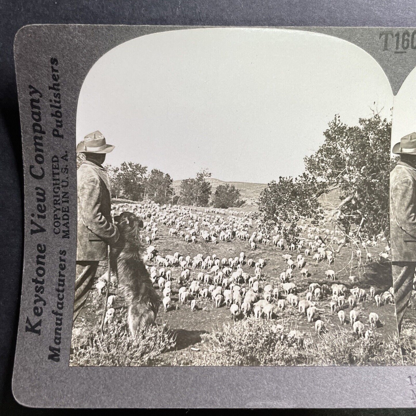 Antique 1918 Montana Sheep Farm & Sheep Dog Stereoview Photo Card P1487