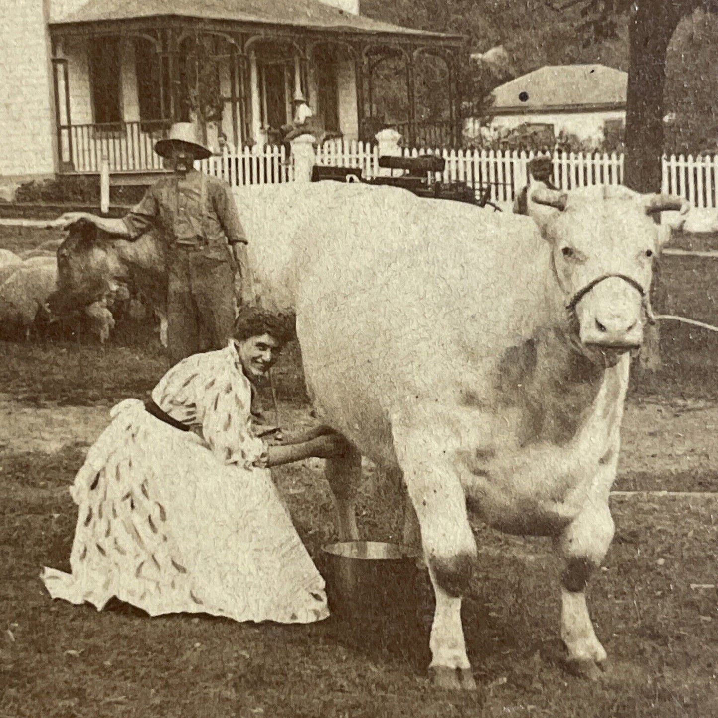 Antique 1894 A Woman Milks Her Cow In Front Yard Stereoview Photo Card P4757