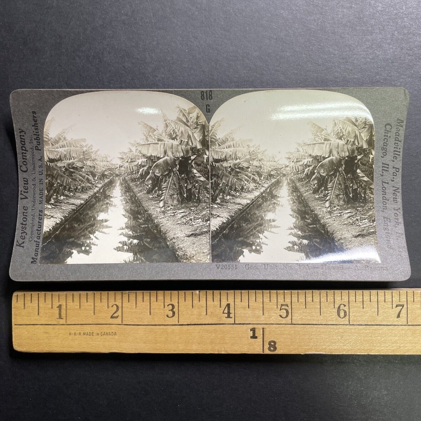 Antique 1909 Banana Plantation In Hawaii USA Stereoview Photo Card P1444