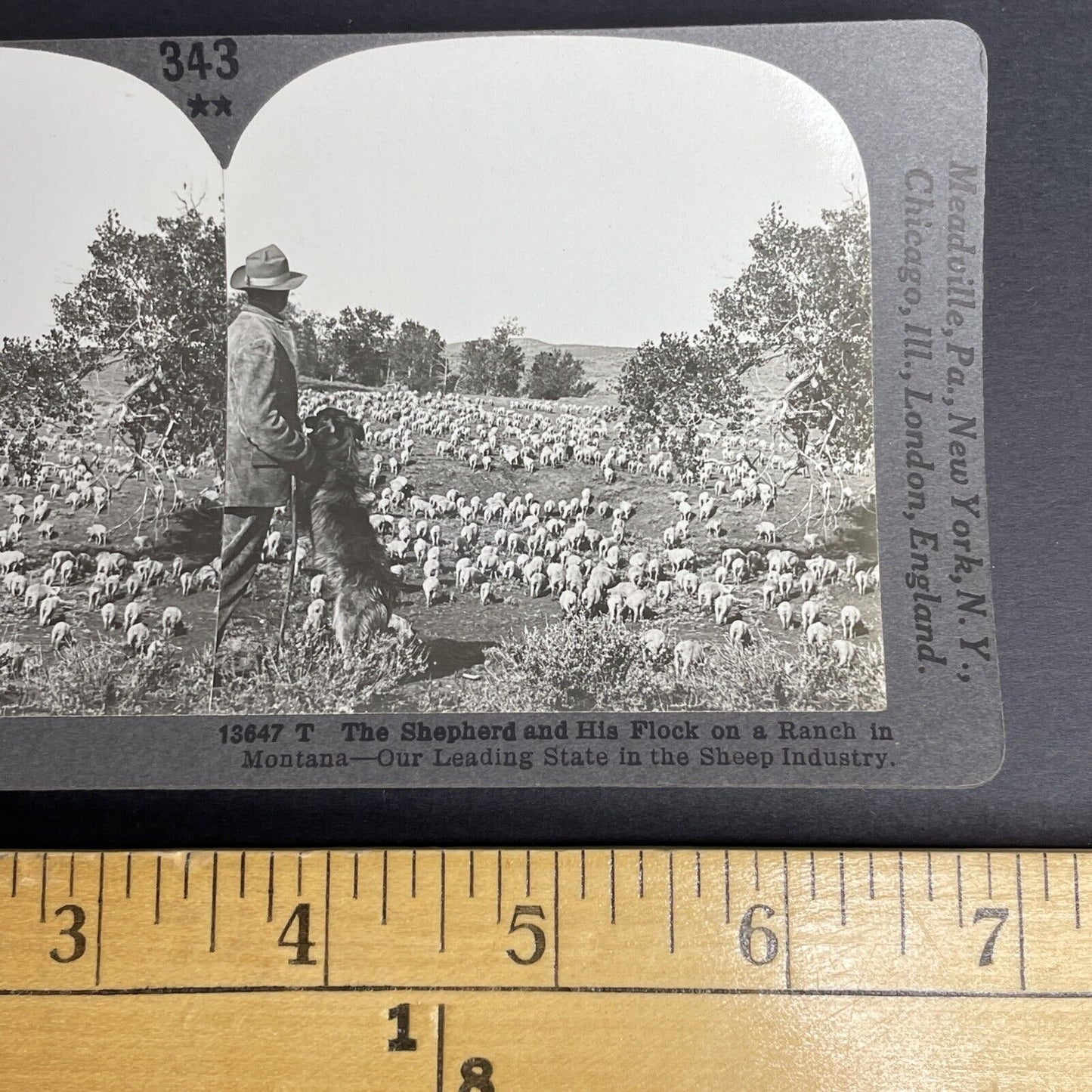 Antique 1908 Sheep Farm In Montana Farmer Farming Stereoview Photo Card PC802