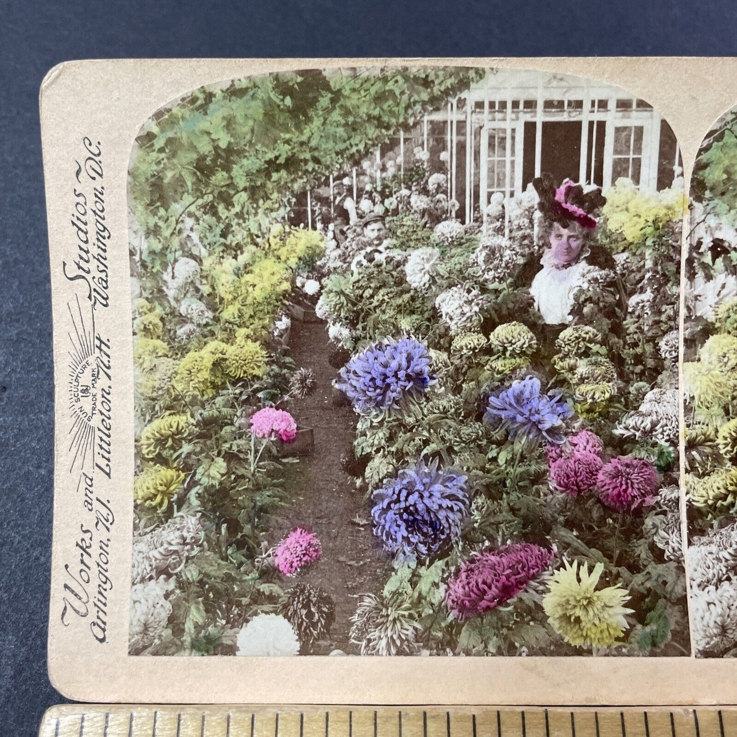 Antique 1899 Victorian Chrysanthemums Garden Stereoview Photo Card V3204