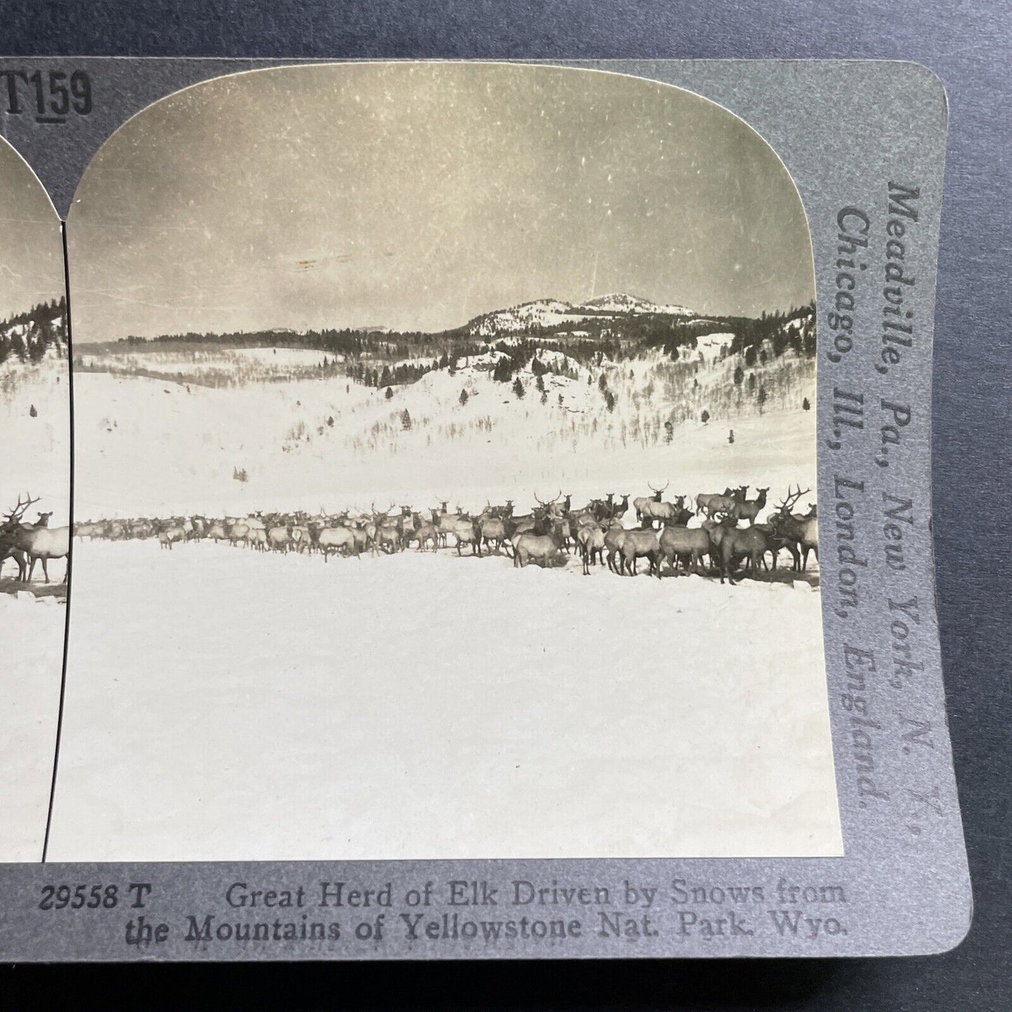 Antique 1918 Herd Of Elk In Yellowstone Wyoming Stereoview Photo Card P1488