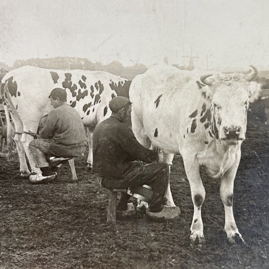 Antique 1910s Milking Cows In Rotterdam Holland Stereoview Photo Card P3706