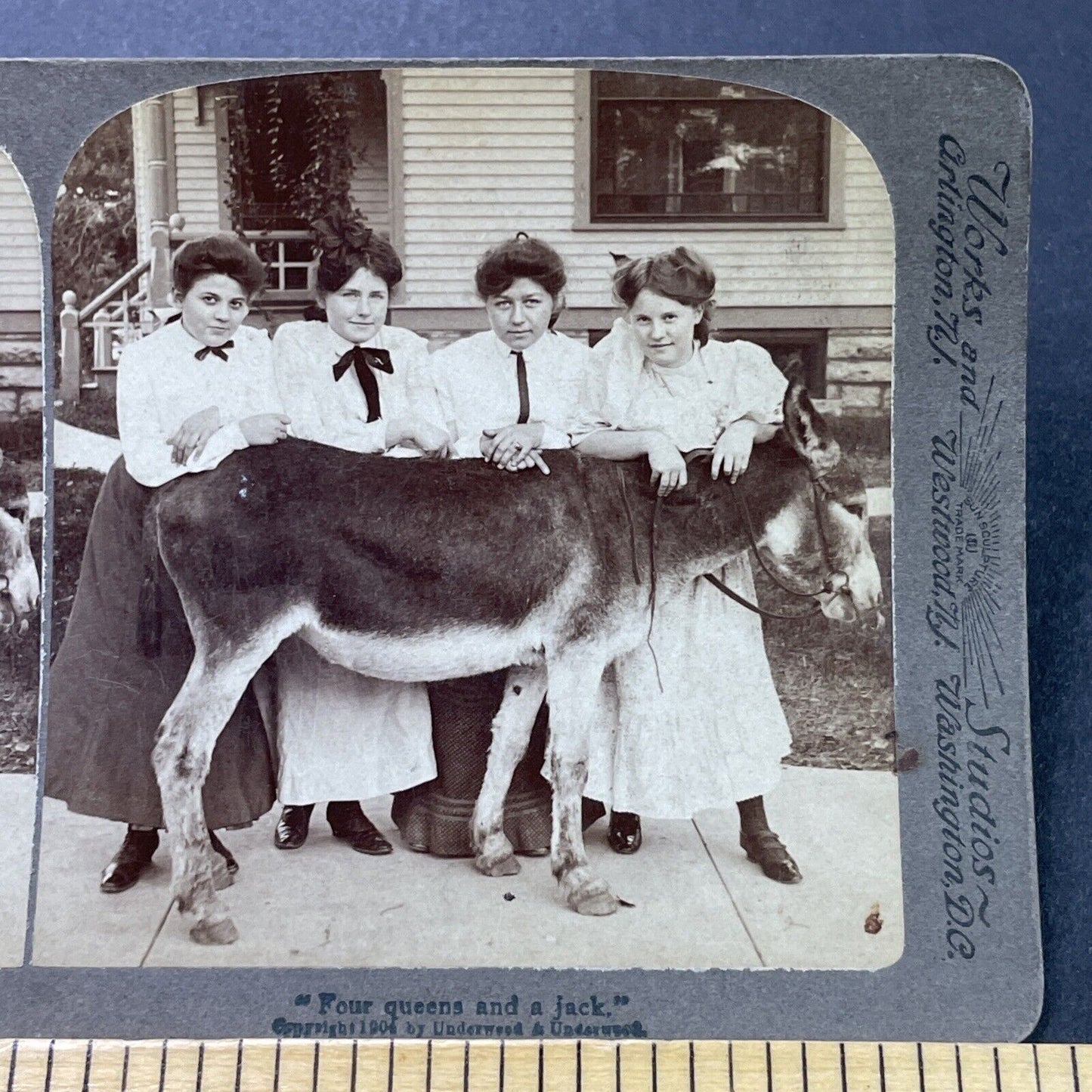 Antique 1904 Teenage Girls And A Prize Donkey Stereoview Photo Card P3119