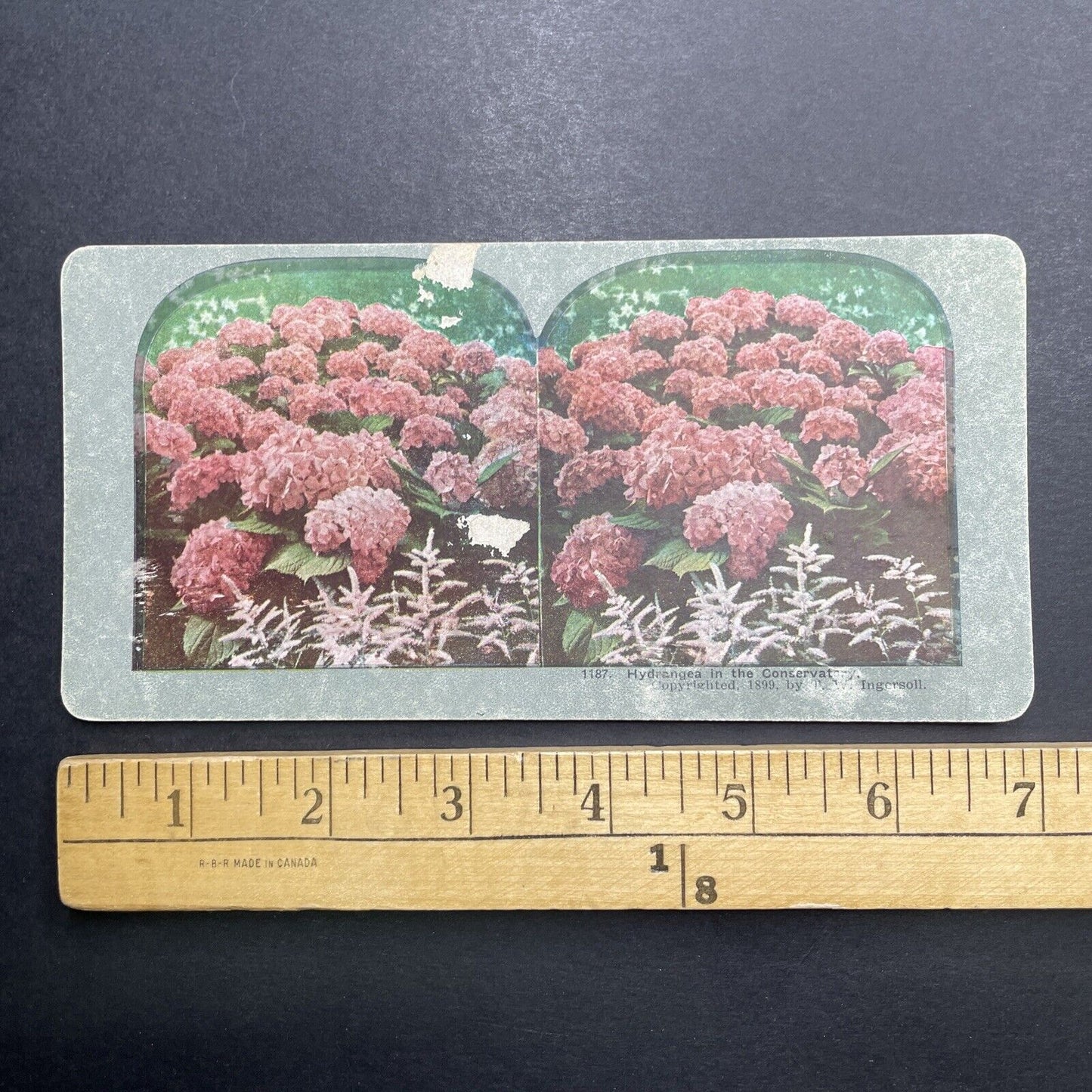 Antique 1899 Pink Hydrangea Blooms In Summer Stereoview Photo Card P1215