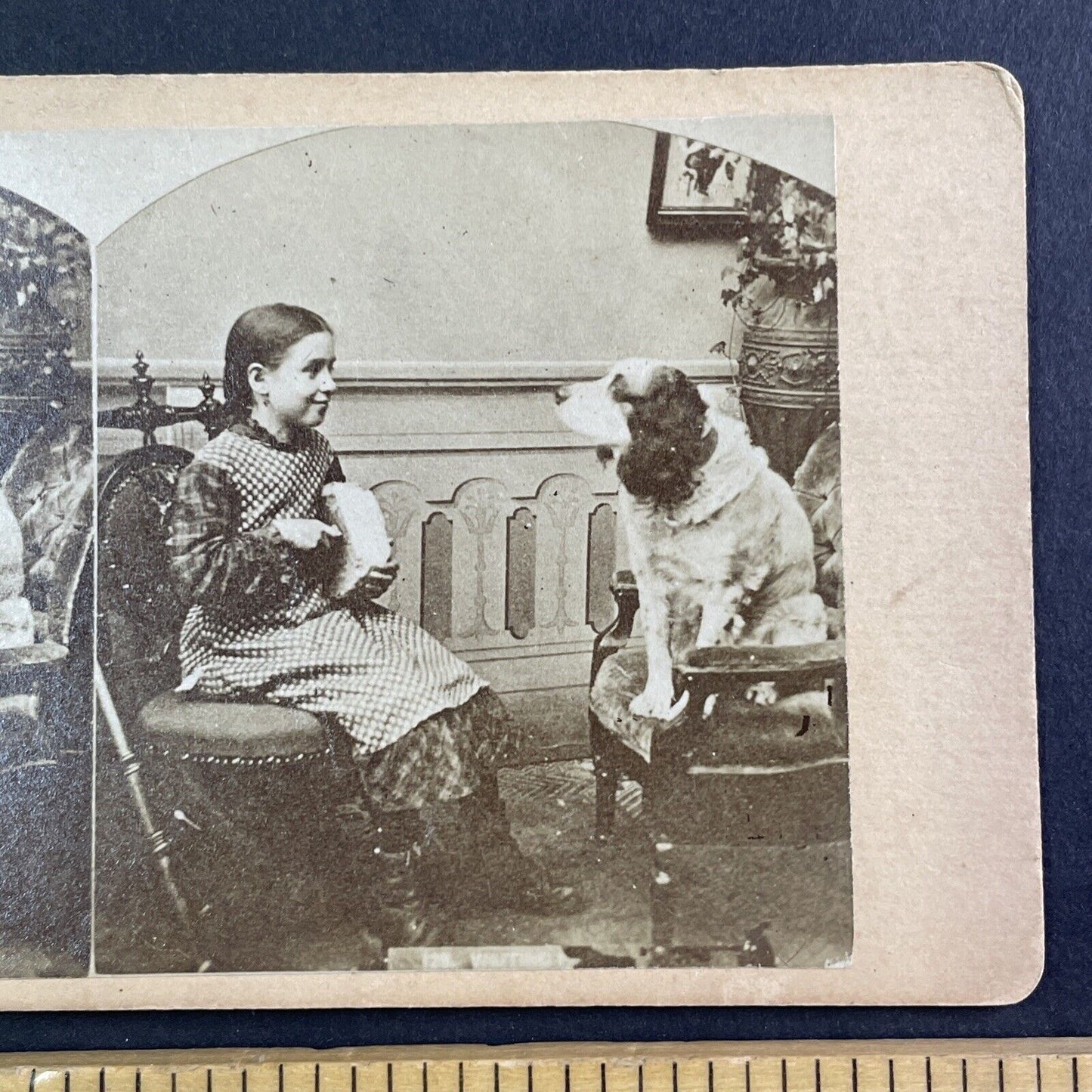 Young Girl Feeds a Dog Some Bread Stereoview Antique c1860s Y112