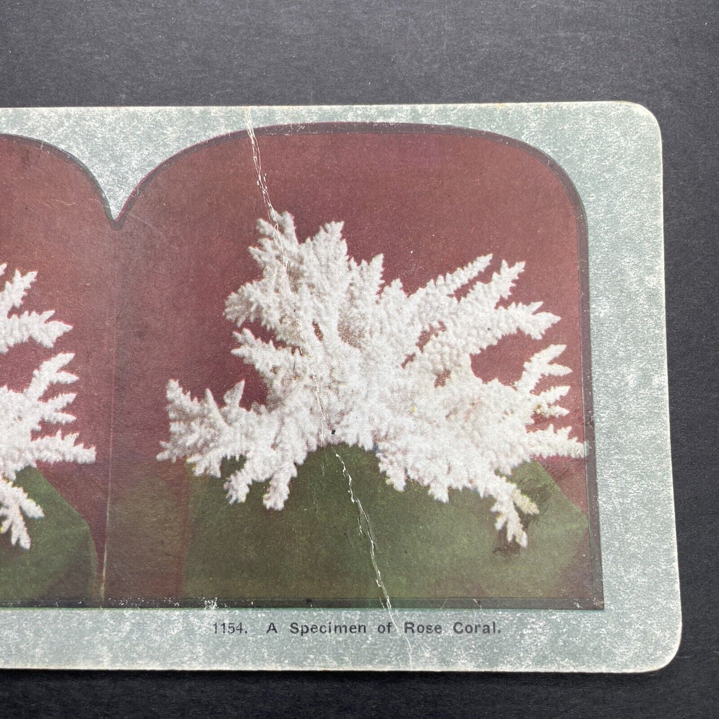 Antique 1898 A Specimen Of Rose Coral Stereoview Photo Card P580-052