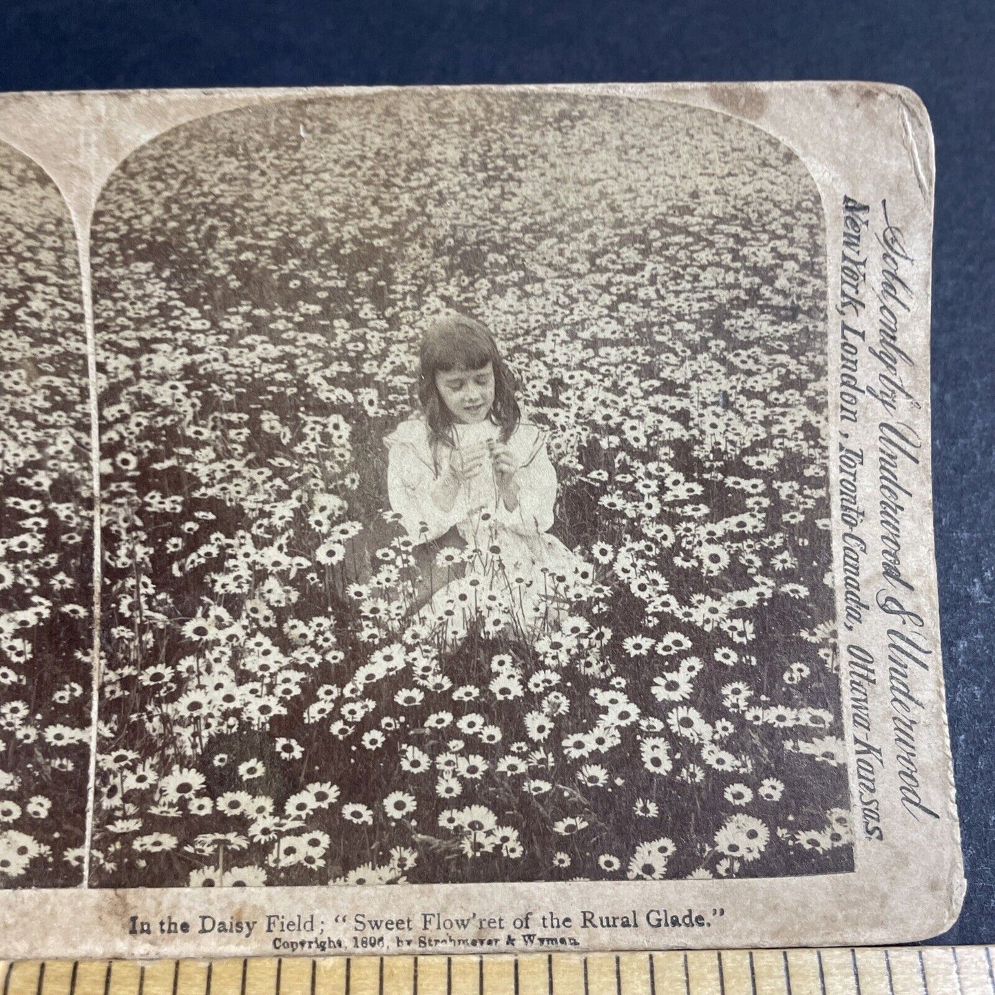 Antique 1896 Little Girl In A Daisy Field Stereoview Photo Card P4744