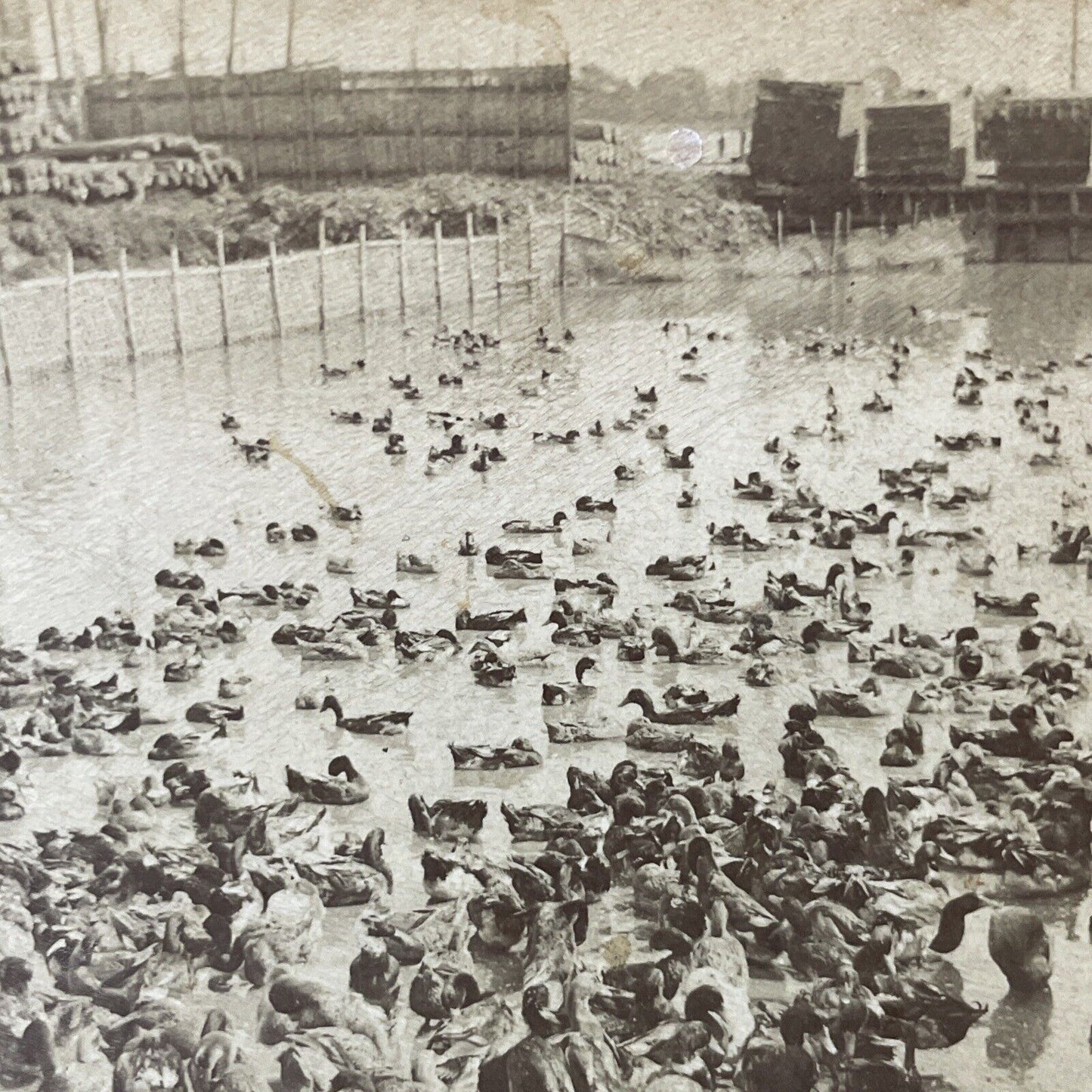 Antique 1901 Duck Farm Near Downtown Shanghai China Stereoview Photo Card Q2266