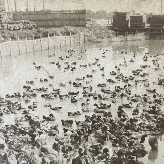 Antique 1901 Duck Farm Near Downtown Shanghai China Stereoview Photo Card Q2266