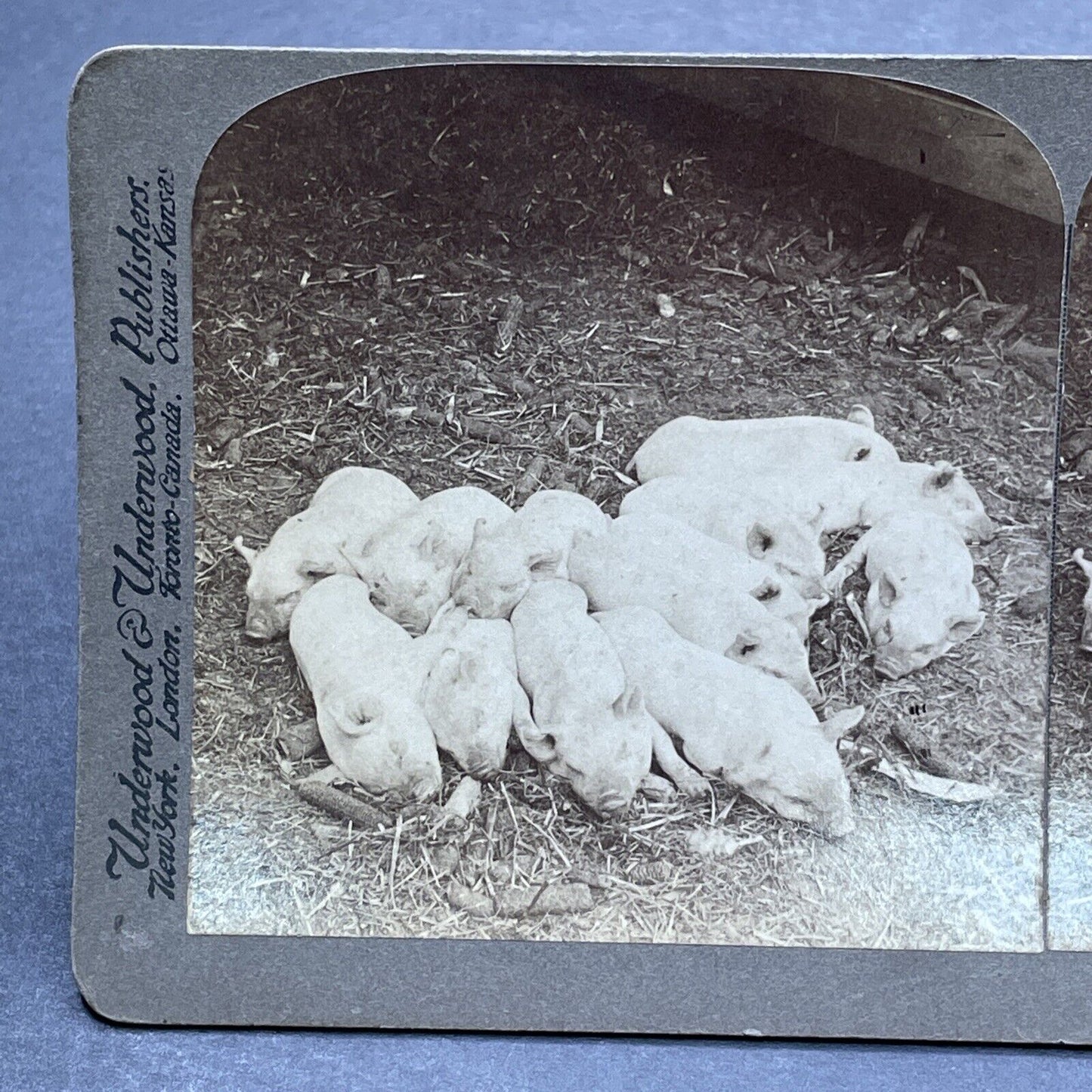 Antique 1903 A Litter Of Newborn Piglets Pigs Stereoview Photo Card P580-084