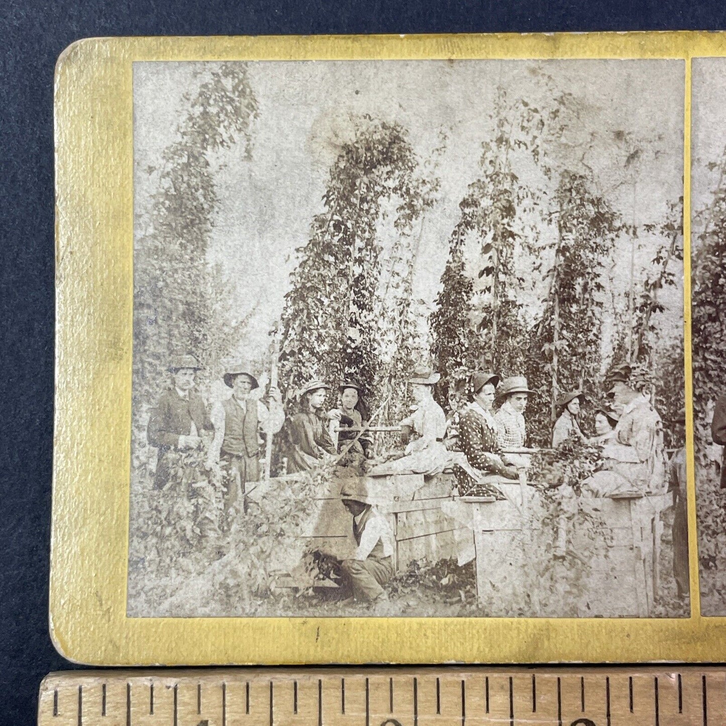 Picking Hops Puget Sound Stereoview Washington State Antique c1870 X2764