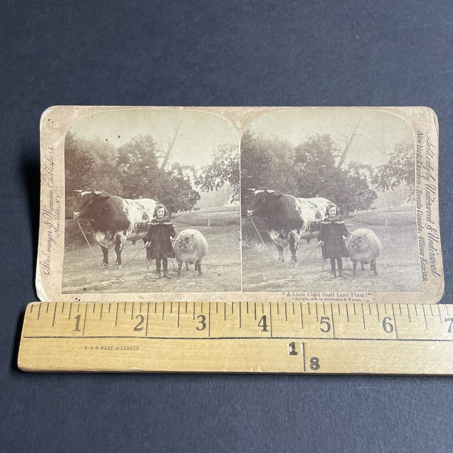 Antique 1894 Little Girl And Large Bull Cow Cattle Stereoview Photo Card P4708