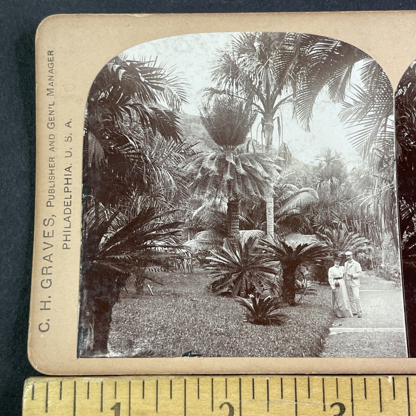 Castleton Botanical Gardens Jamaica Stereoview CH Graves Antique c1899 X3171