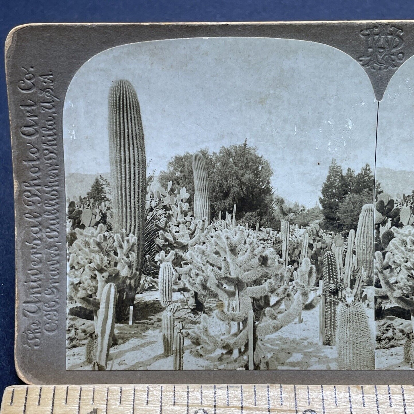 Antique 1900 Cactus Garden In Riverside California Stereoview Photo Card P1839