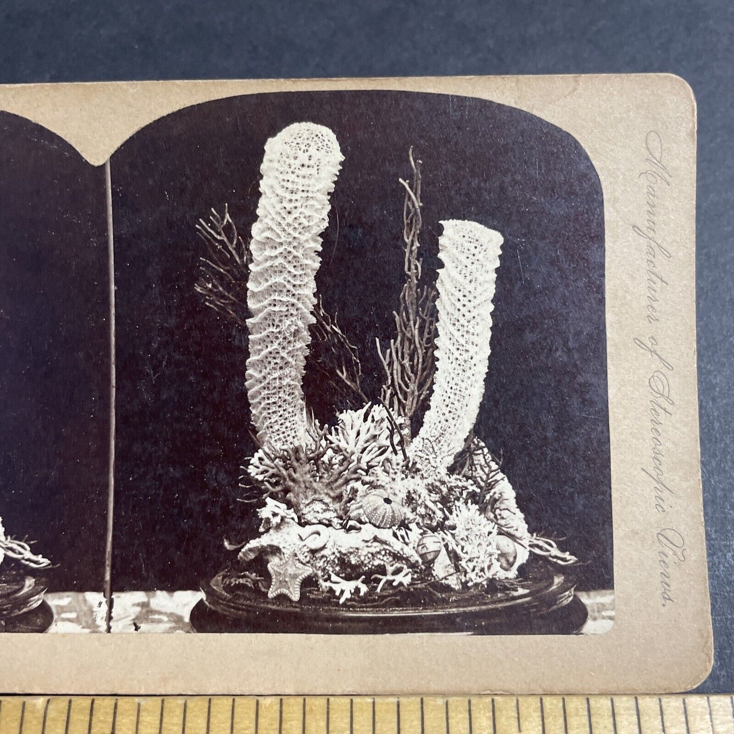 Antique 1880s Coral Reef In A Flower Display Stereoview Photo Card P4632