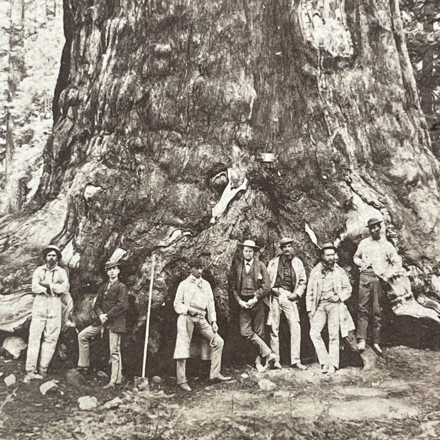 Mammoth Trees Of Yo-Semite Stereoview E&HT Anthony Antique c1870 X3708