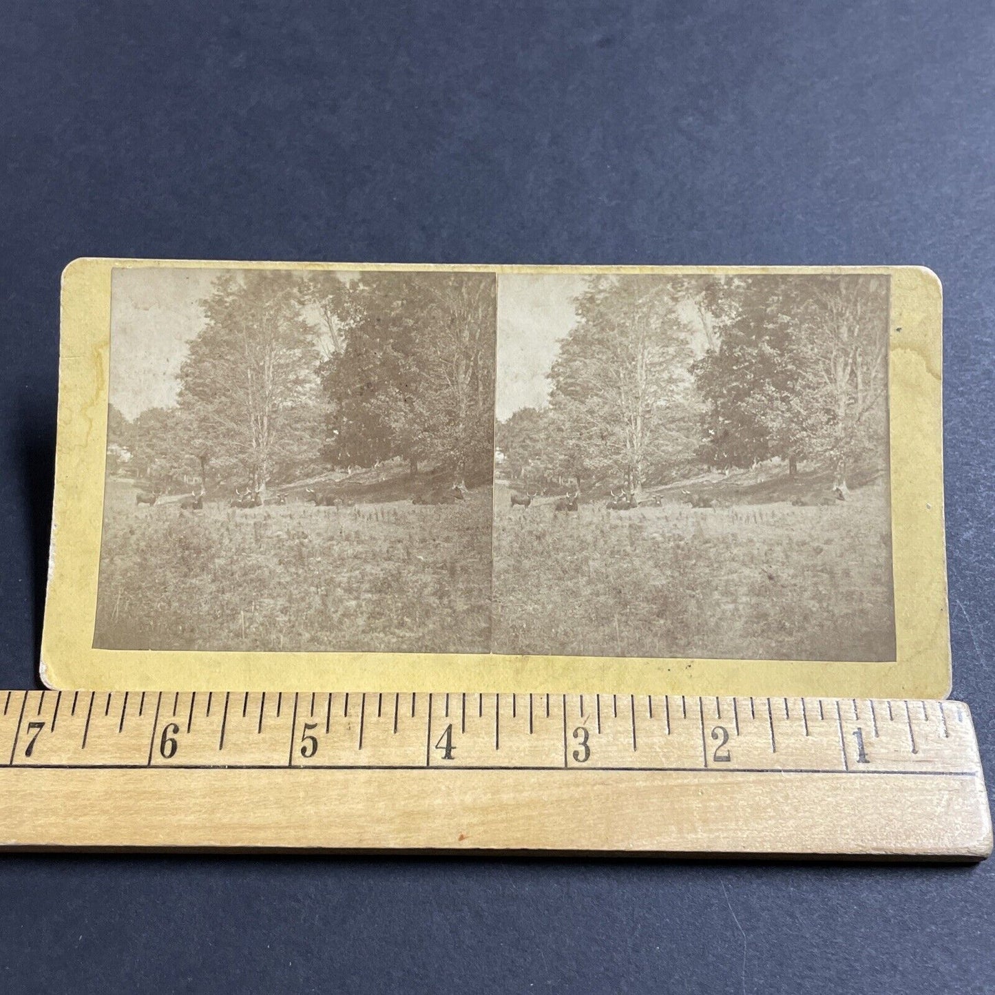 Antique 1870s Longhorn Cattle In A Field Stereoview Photo Card P5026