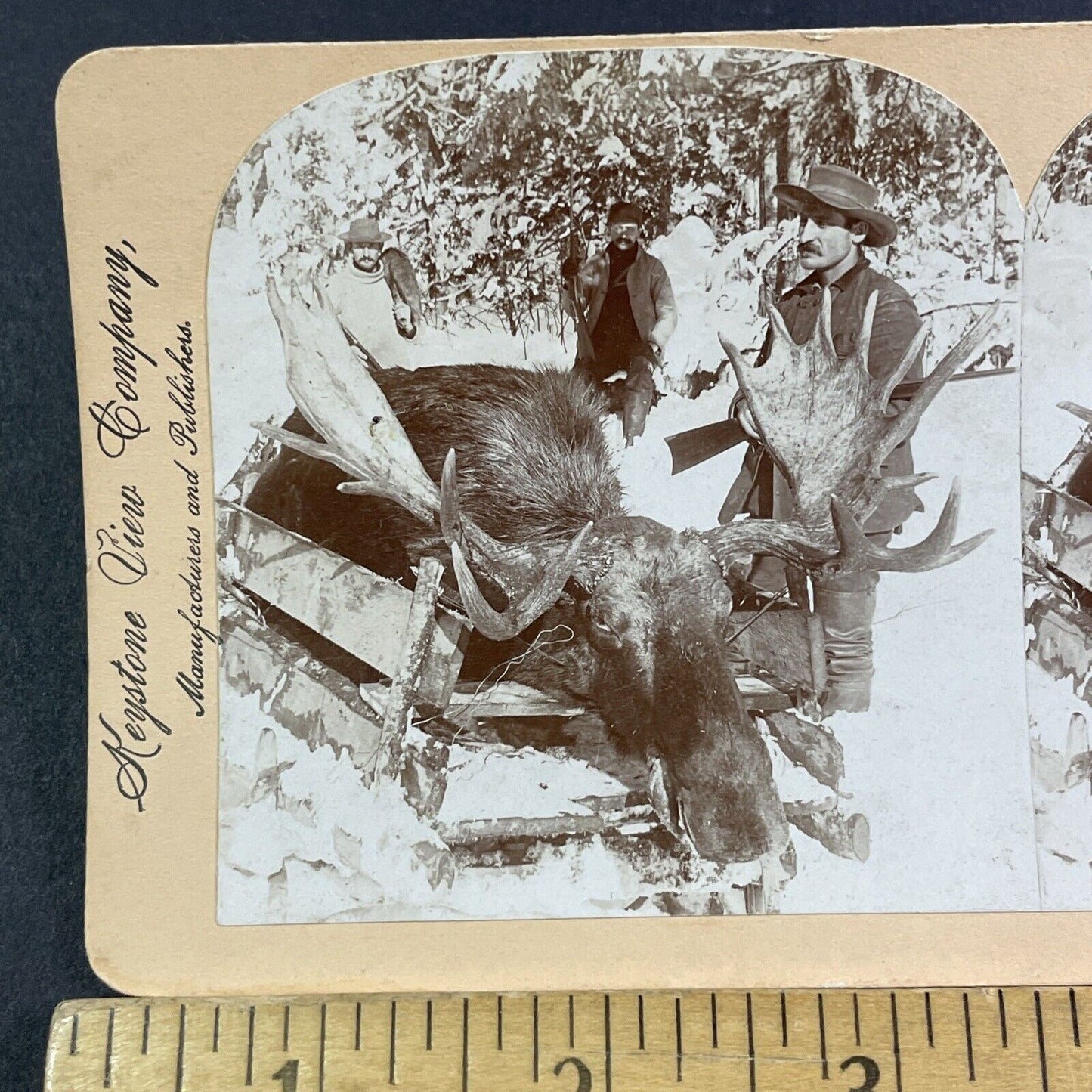 Hunters Shoot a Bull Moose Stereoview New Brunswick Antique c1899 Y2776