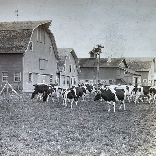 Antique 1910s County Road G Dairy Farm Lake Mills WI Photo Card P2470