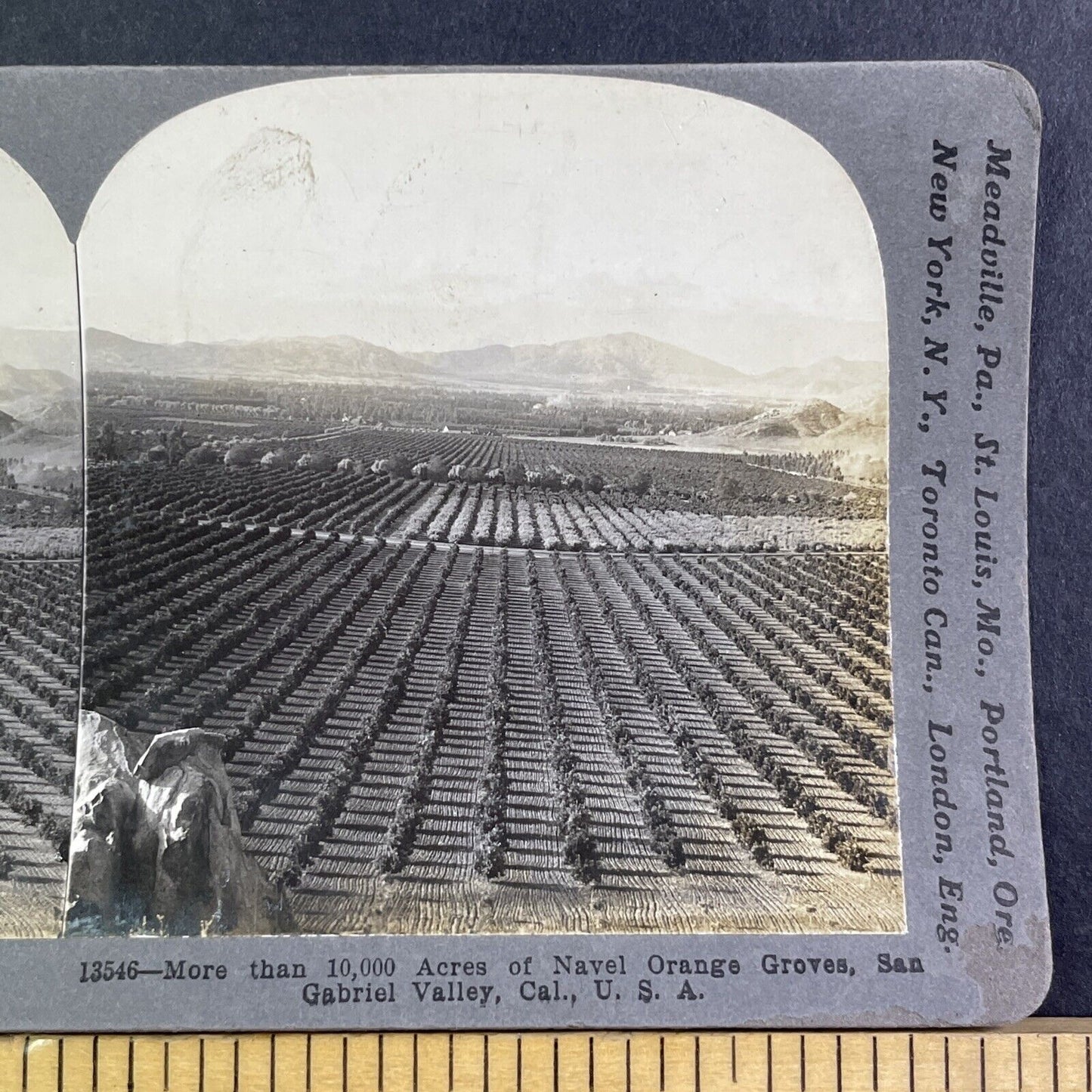 San Gabriel Valley California Stereoview Orange Groves Antique c1909 X2843