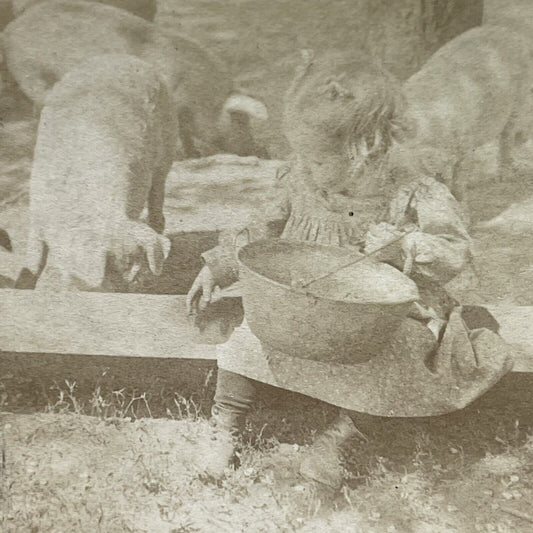 Antique 1901 Little Girl Feeding Pigs On A Farm Stereoview Photo Card P1858