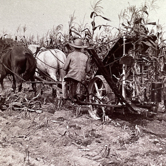 Antique 1903 Fall Corn Harvest Michigan USA Stereoview Photo Card P1768