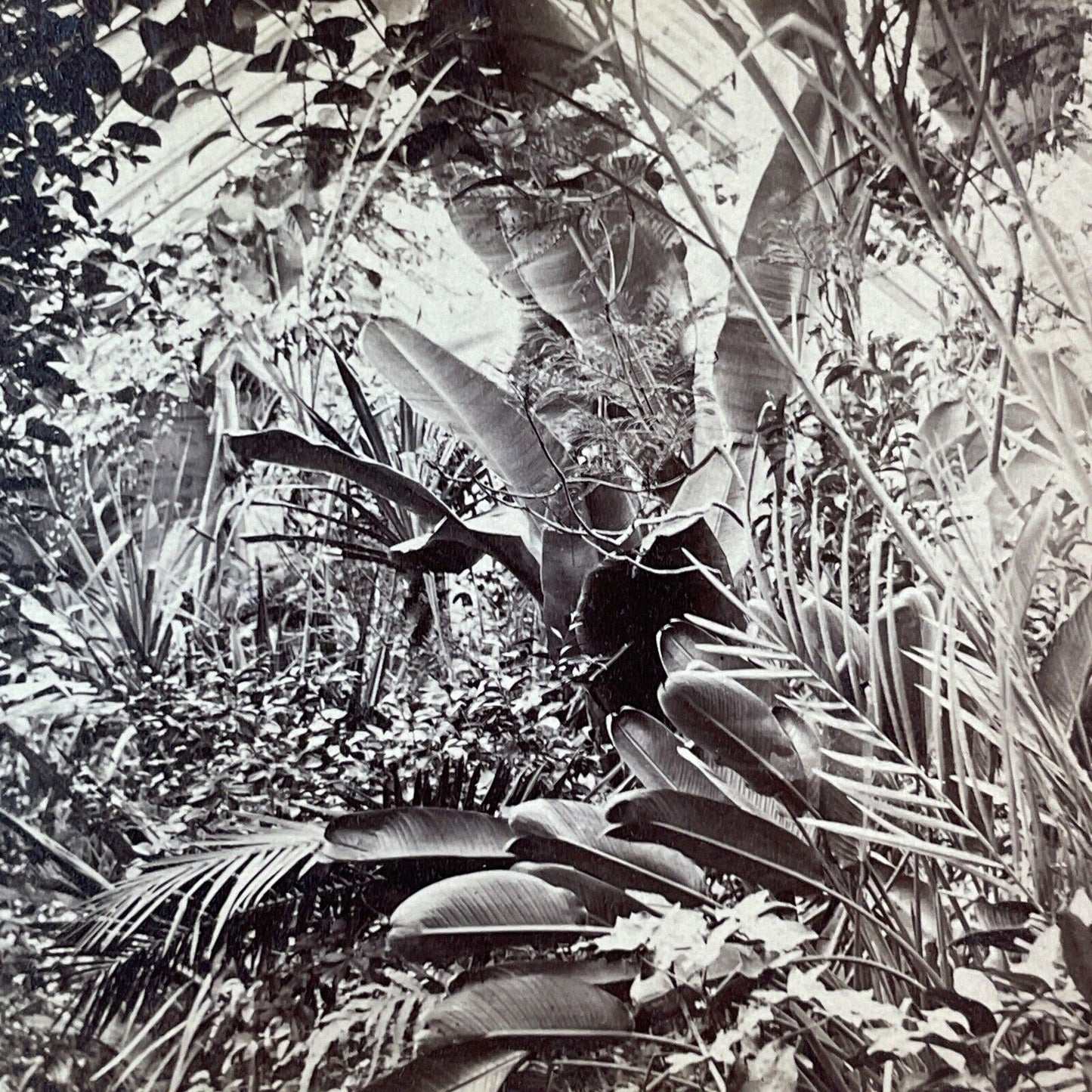 Botanical Gardens Washington DC Stereoview Greenhouse Antique c1872 X1833