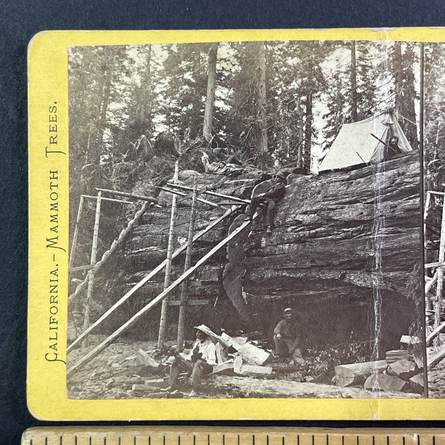 Cutting Giant Sequoia Tree Stereoview Fresno CA J.P. Soule Antique c1870 X3735