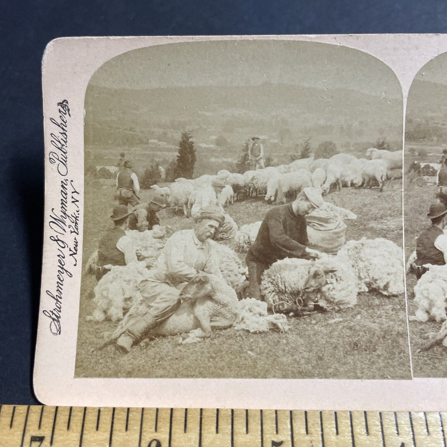 Antique 1897 Men Wrestle Sheep To Shorn Shear Stereoview Photo Card P4951