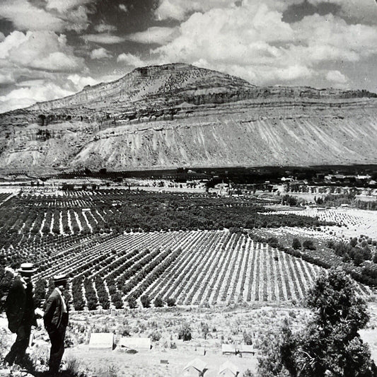 Antique 1920s Peach Orchards In Palisade Colorado Stereoview Photo Card V2164