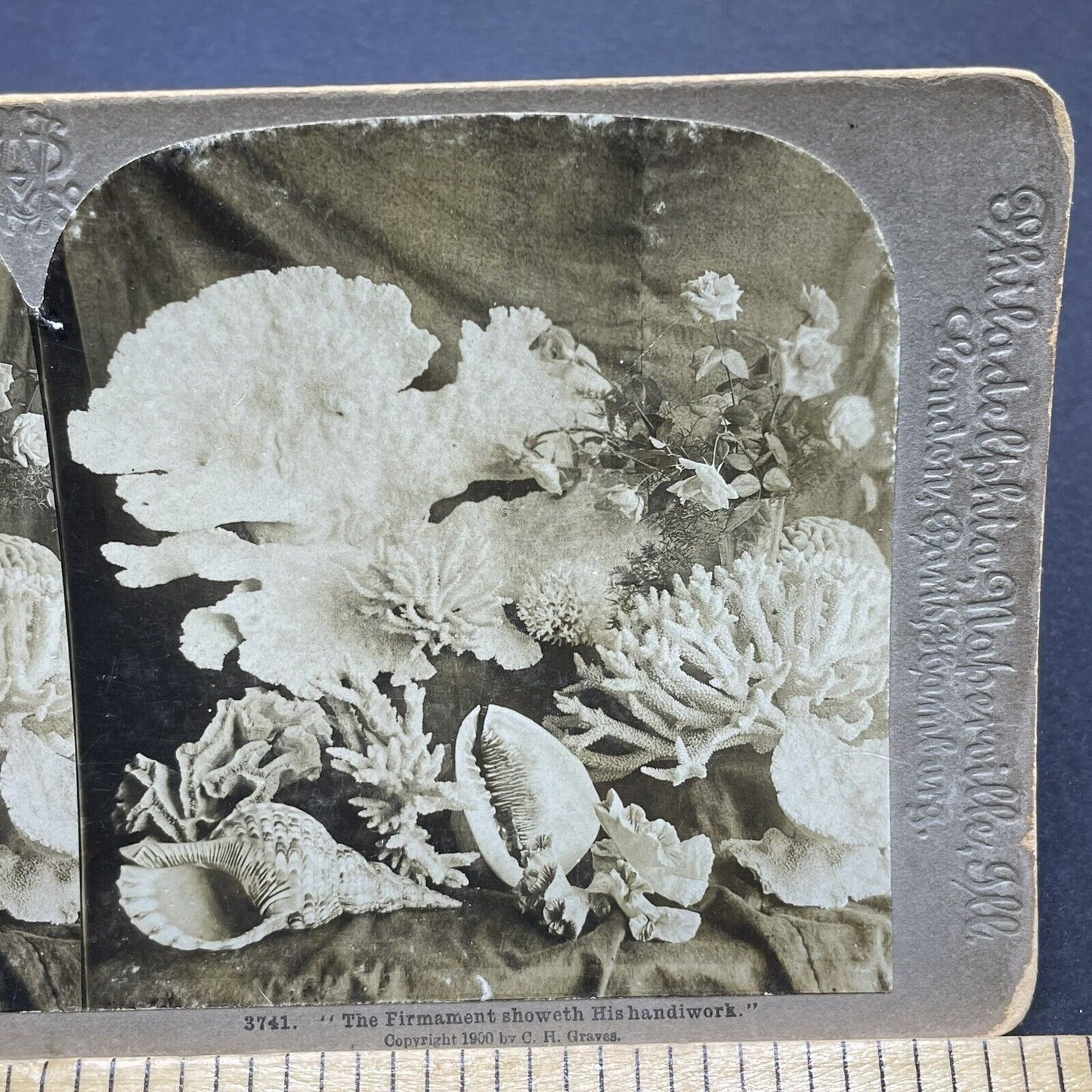 Antique 1900 Coral Reef Finds Near Florida Stereoview Photo Card P1874