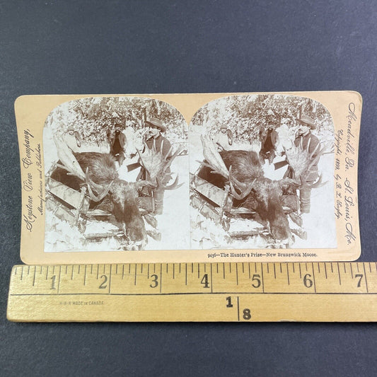 Hunters Shoot a Bull Moose Stereoview New Brunswick Antique c1899 Y2776