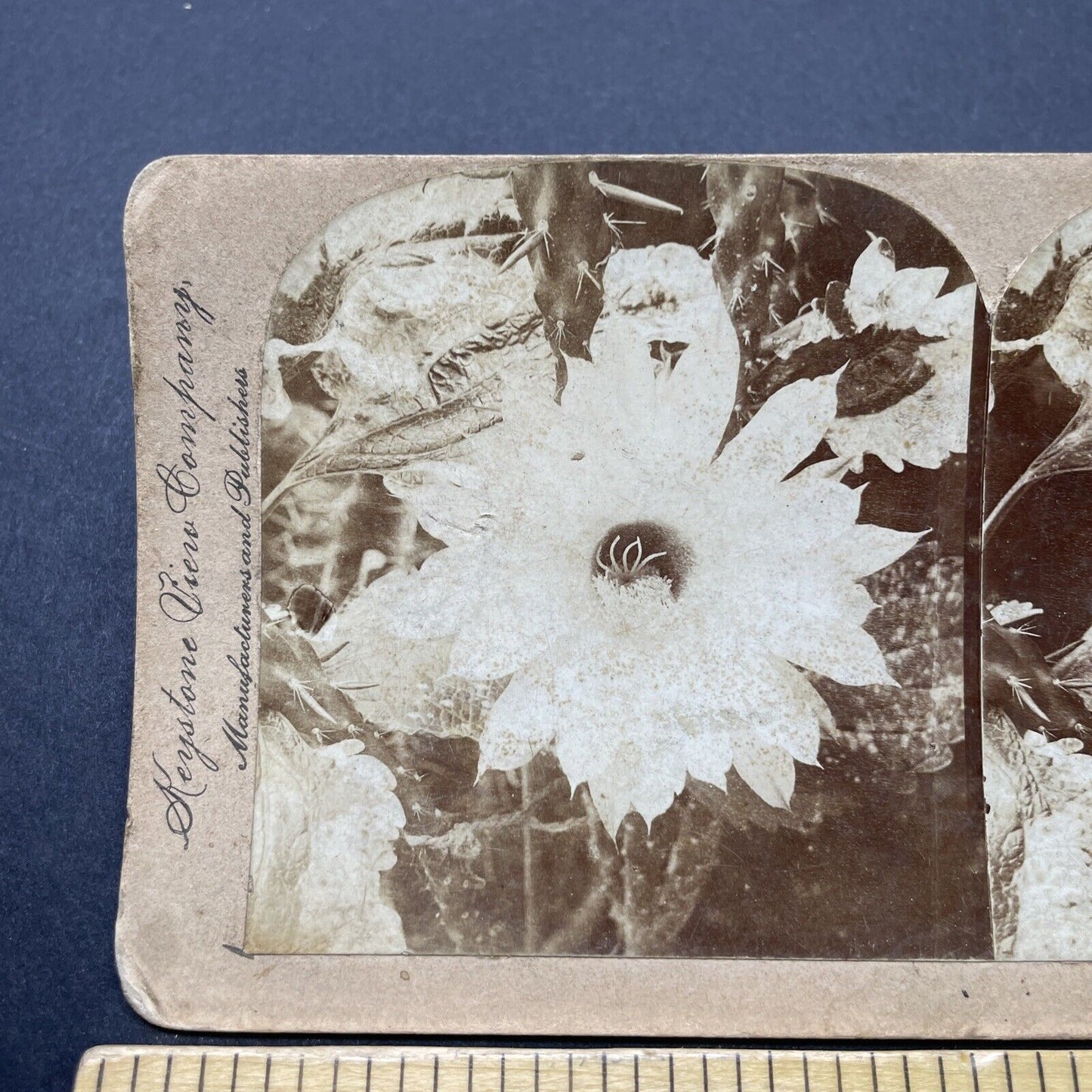 Antique 1903 A Night Blooming Cereus Flower Stereoview Photo Card P2584