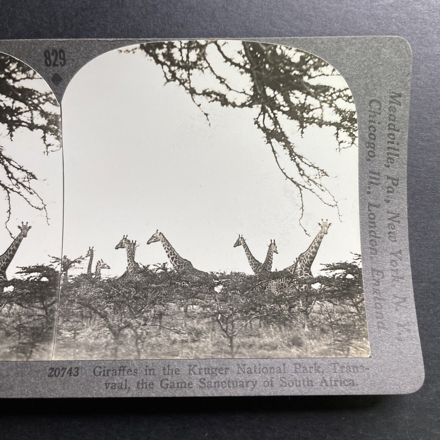 Antique 1930 Curious Giraffes Kruger National Park Stereoview Photo Card P1493