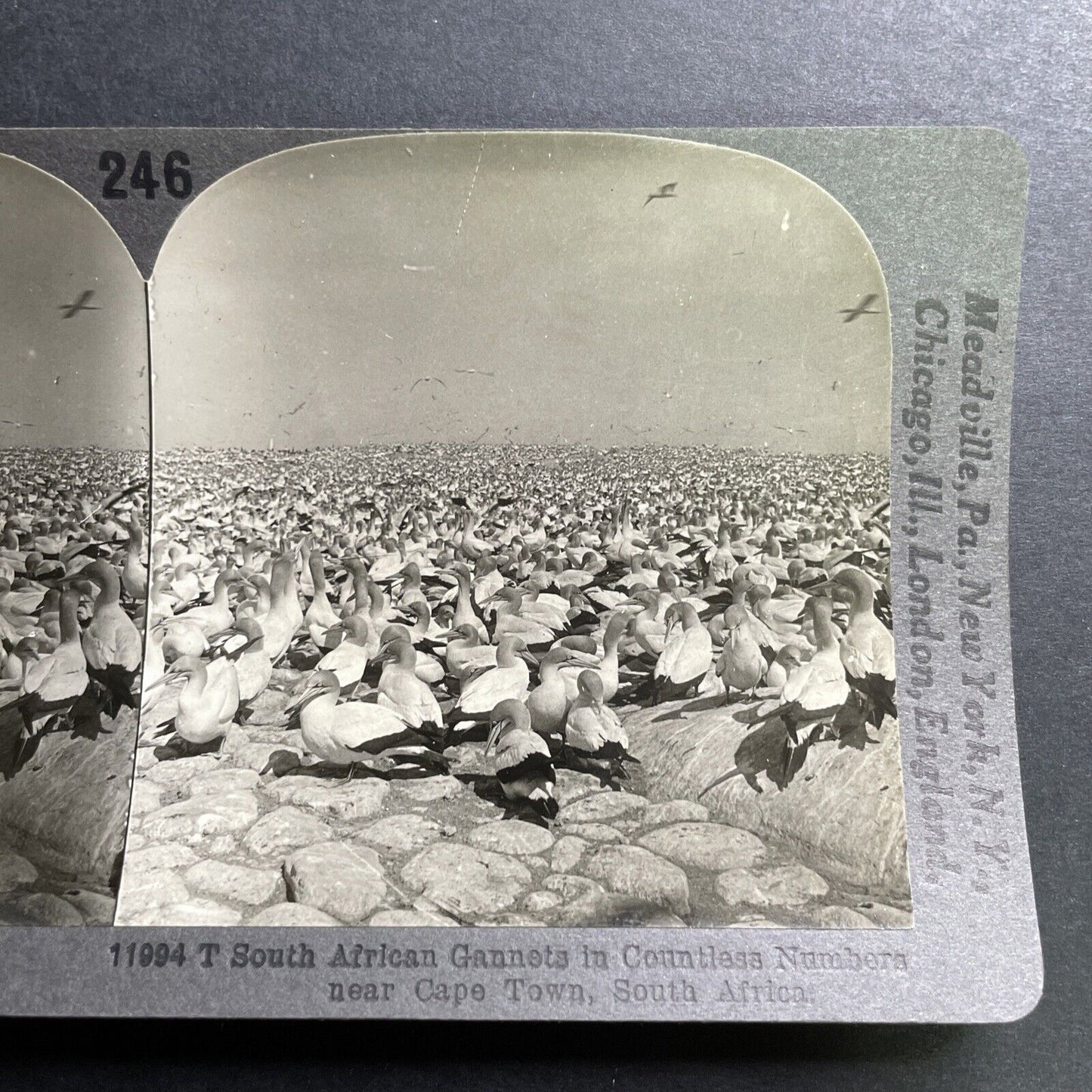 Antique 1918 Millions Of South African Cape Gannets Stereoview Photo Card P1463