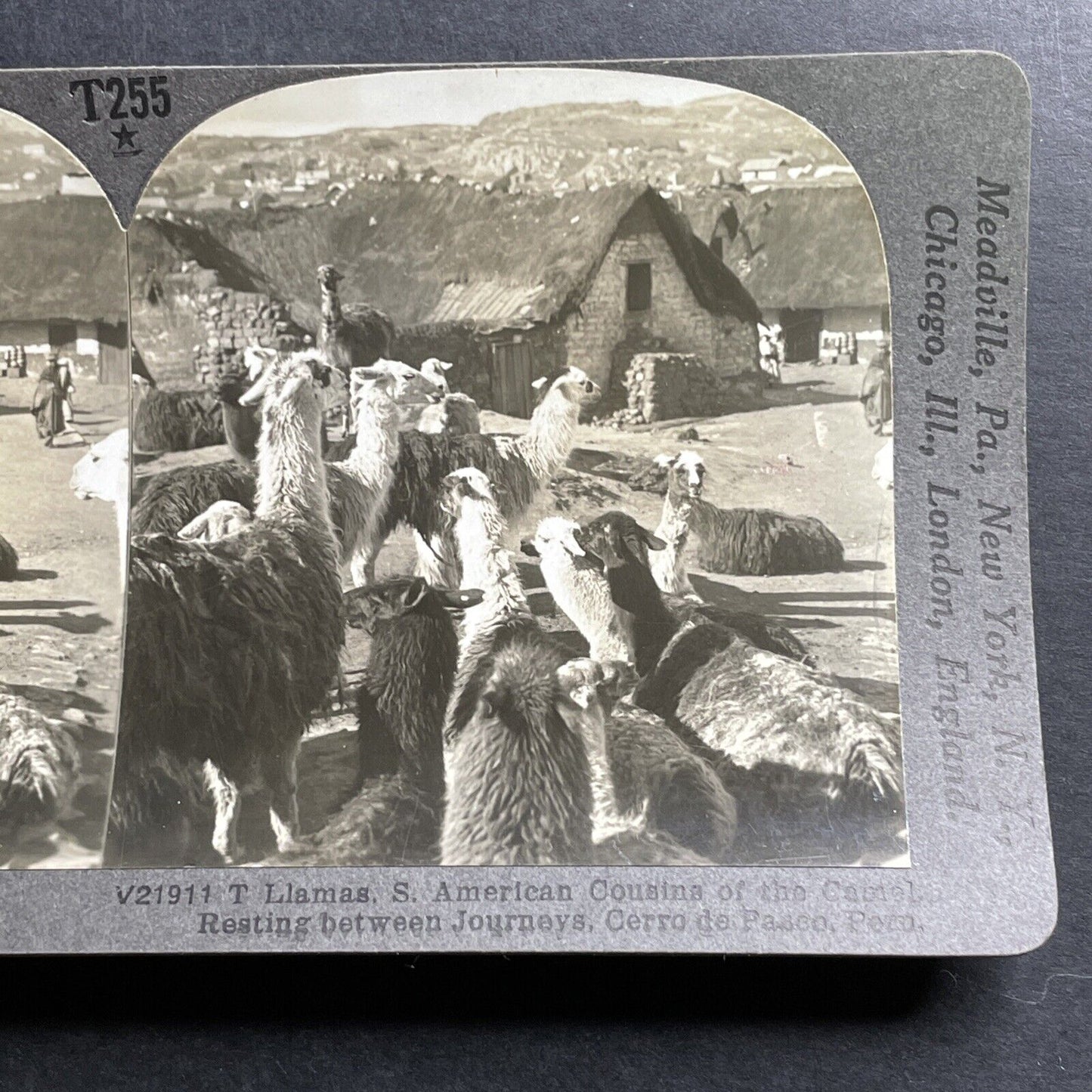 Antique 1918 Llamas In Cerro De Pasco Peru Stereoview Photo Card P1479