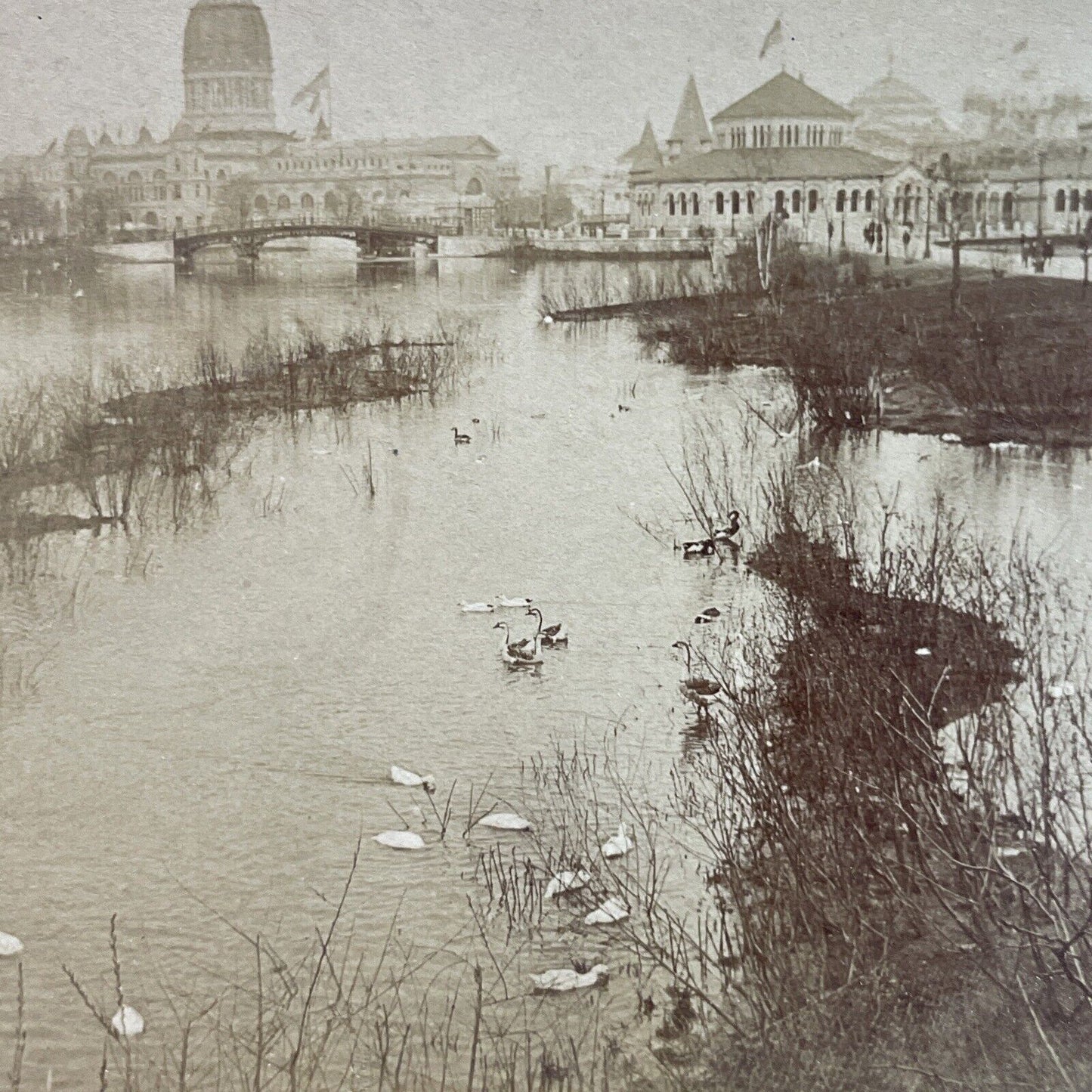 Antique 1893 Snow Geese On A Pond Chicago Illinois Stereoview Photo Card P3798