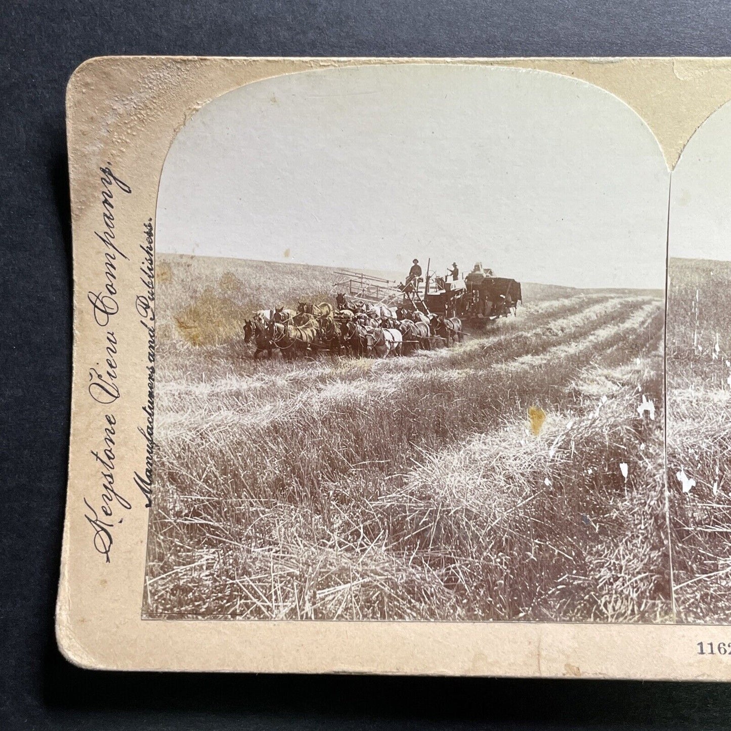 Antique 1901 Horse Drawn Hay Combine In Washington Stereoview Photo Card P1275