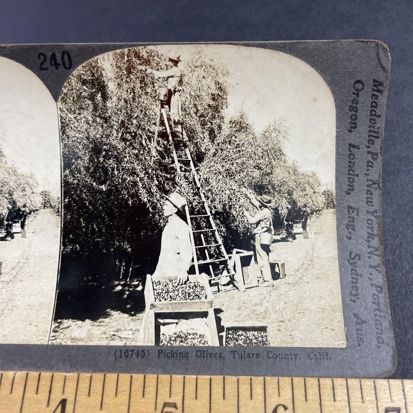 Antique 1910s Olive Farm Tulare California Stereoview Photo Card P3607